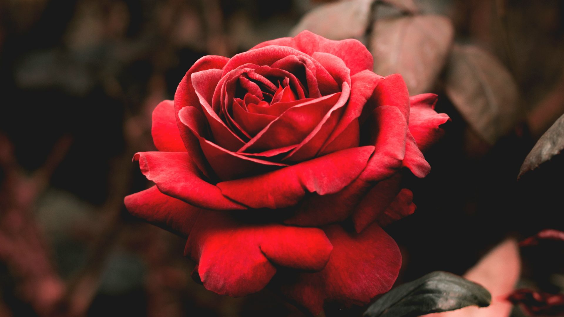 shallow focus photography of red flower