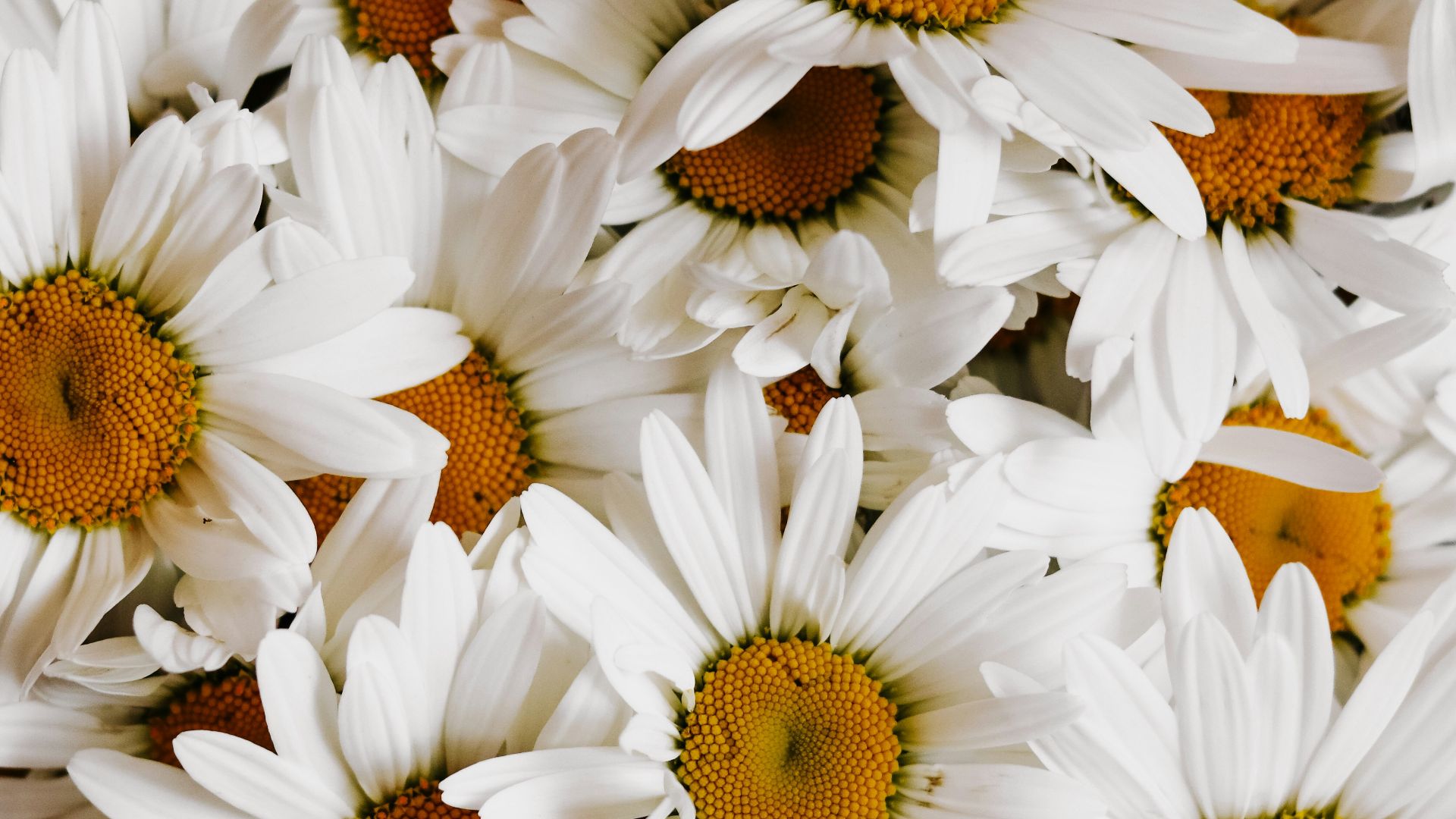 a bunch of white daisies in a basket