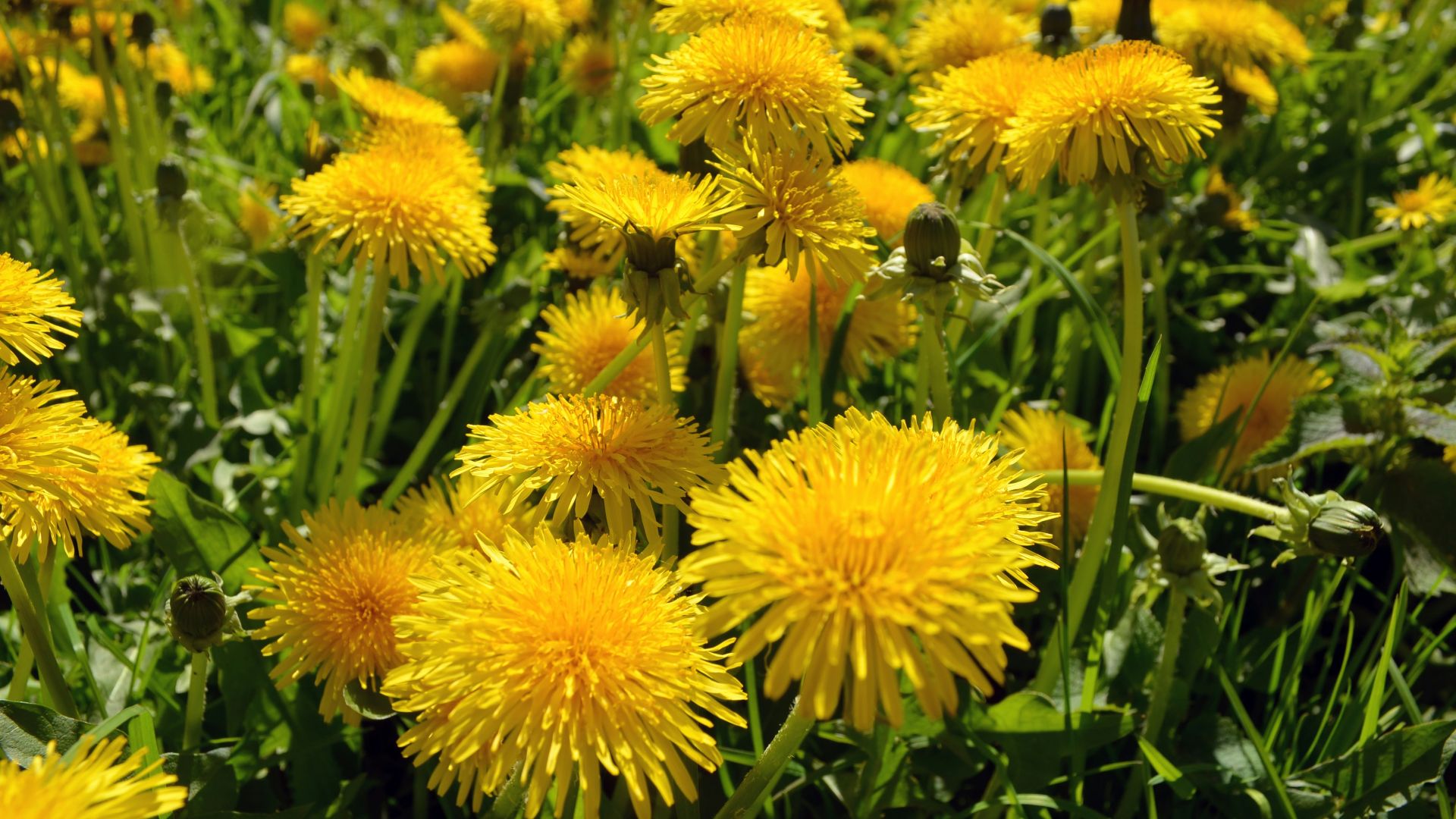 yellow flower with green leaves