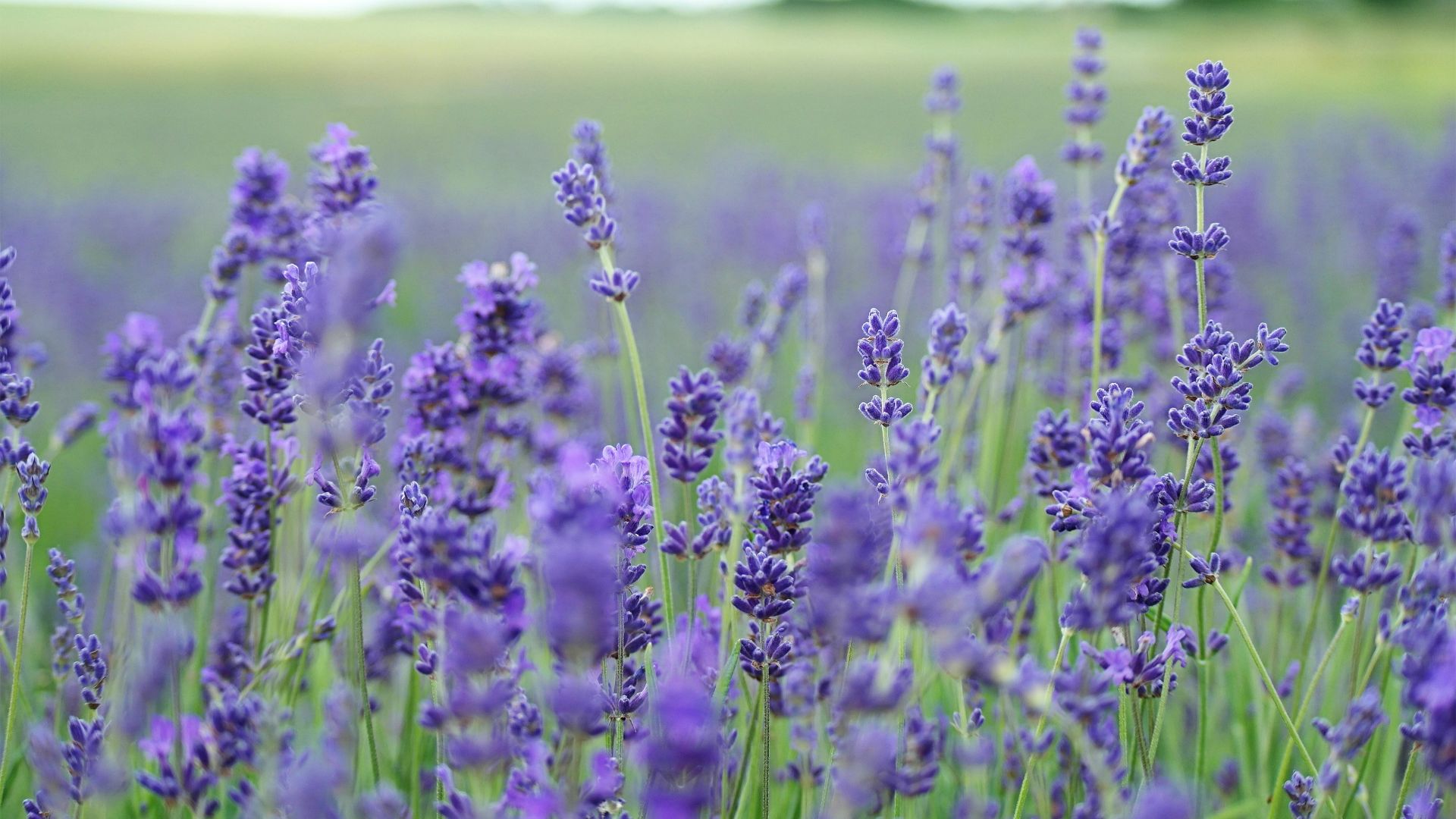 lavender flower field blooms at daytime