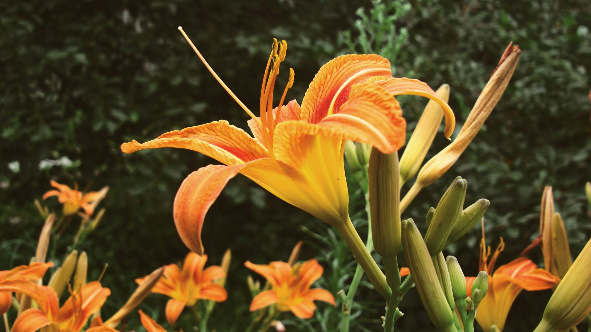 orange flower with green leaves