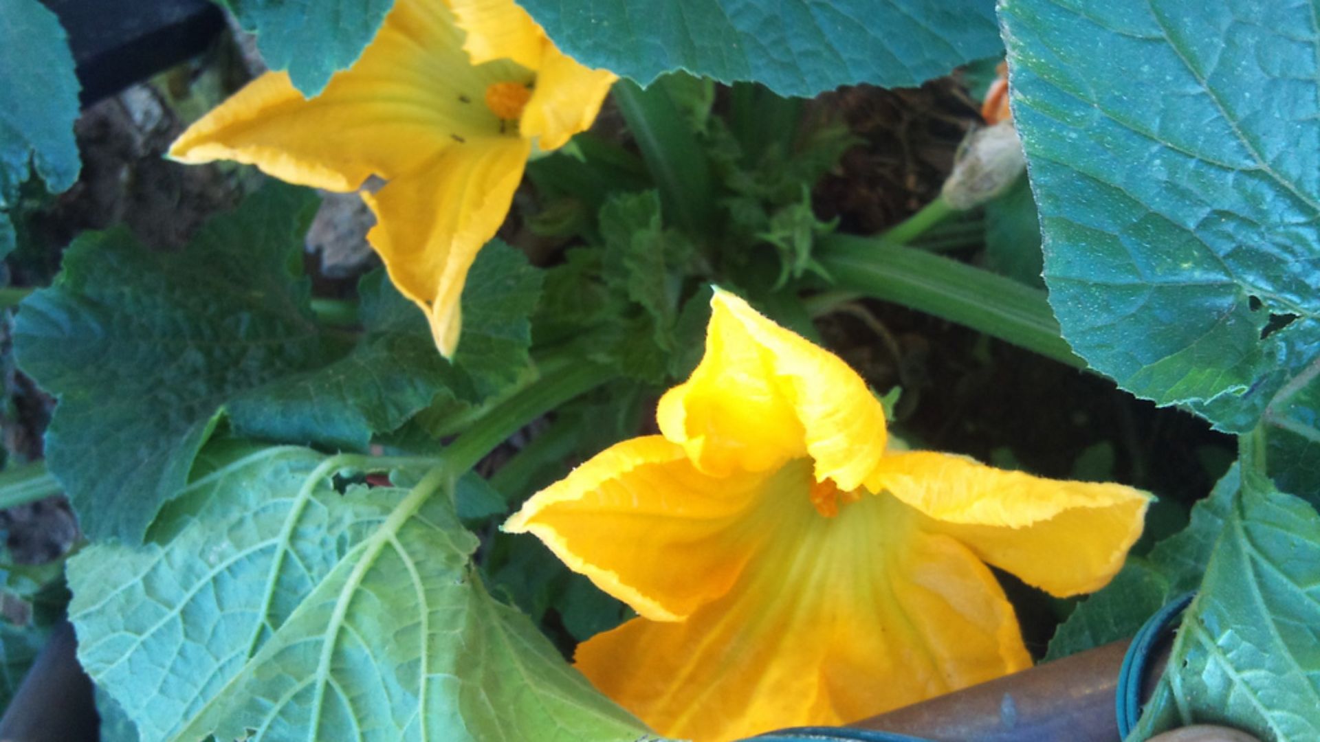 File:Squash blossoms May 2013.jpg