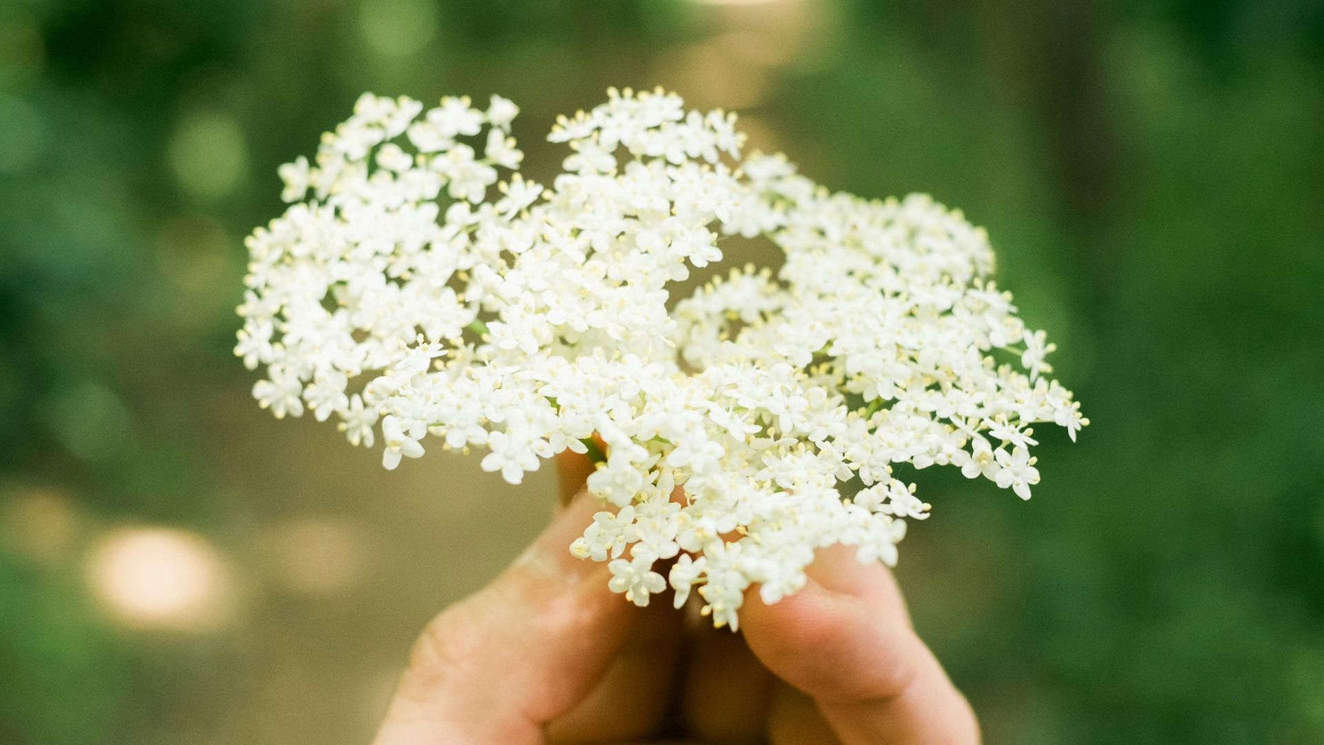 person holding white flower during daytime
