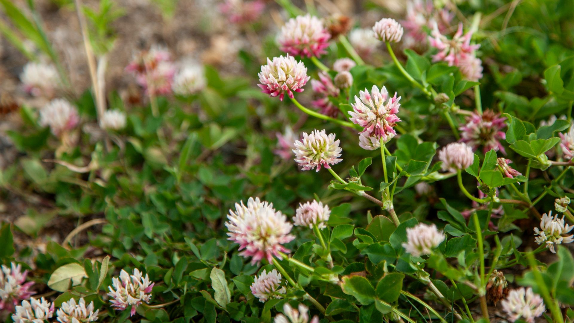 a bunch of flowers that are in the grass