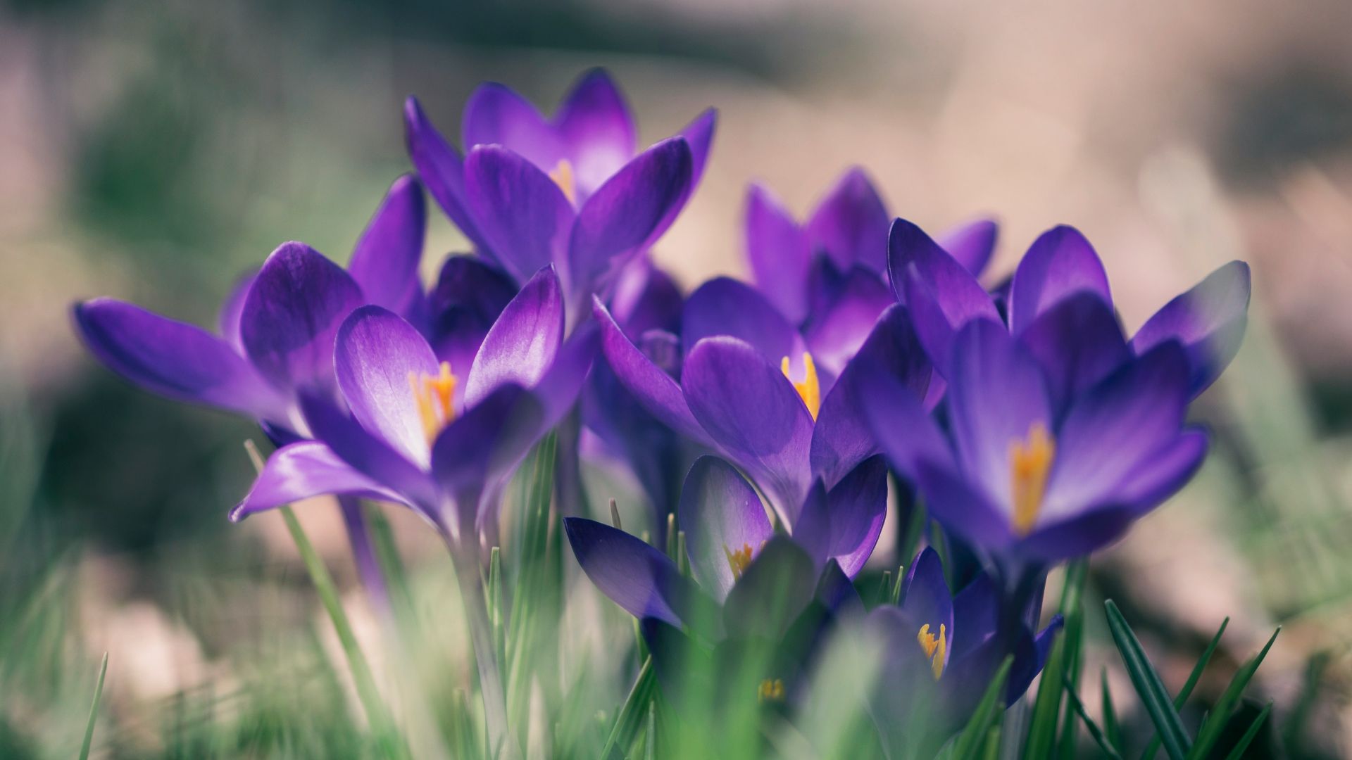 purple petal flower close-up photo
