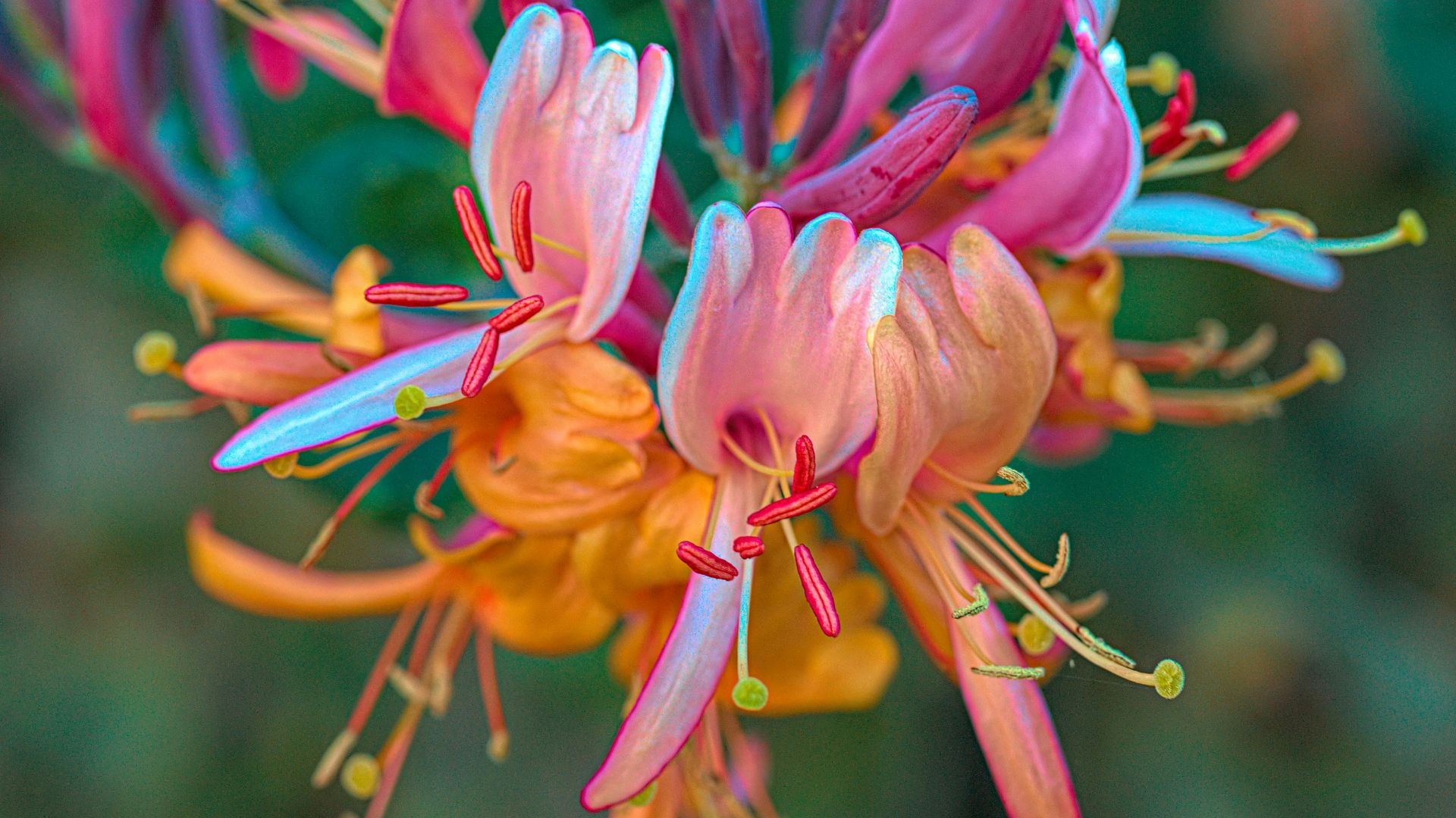 a close up of a flower with a blurry background