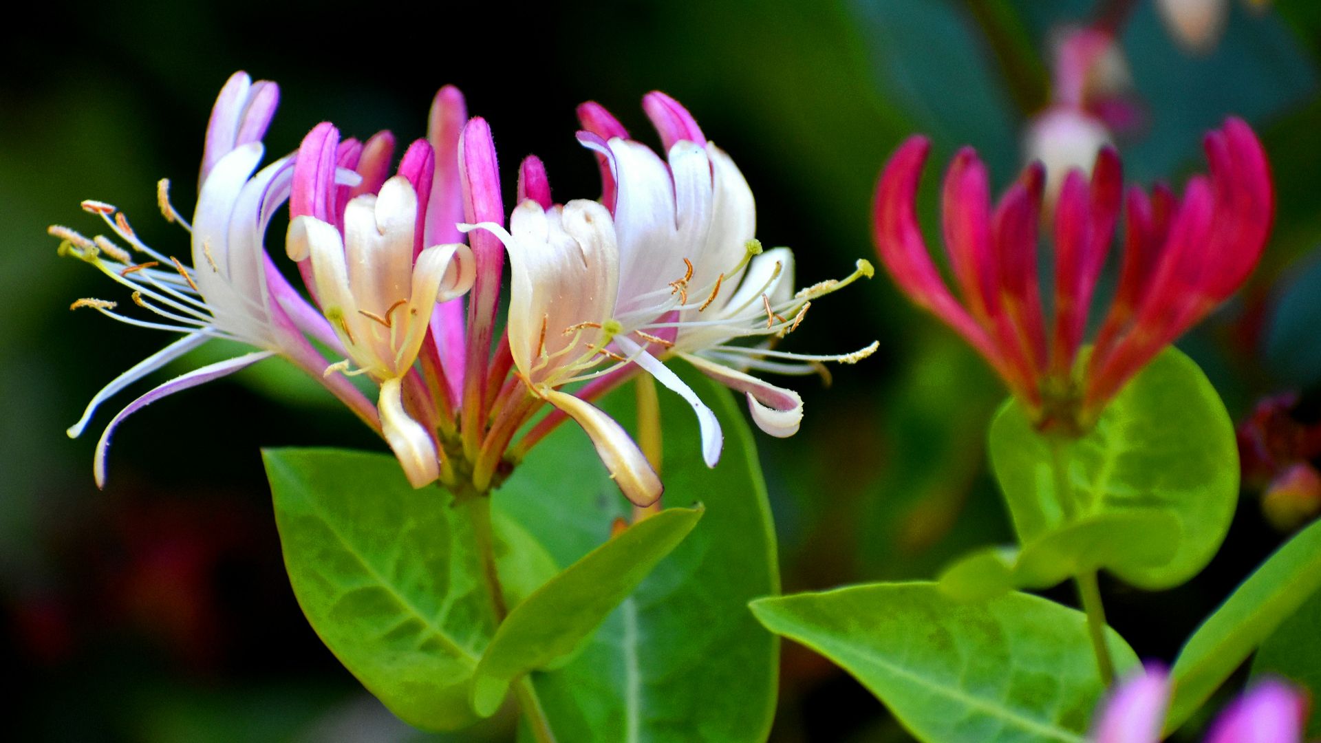 a close up of a pink and white flower