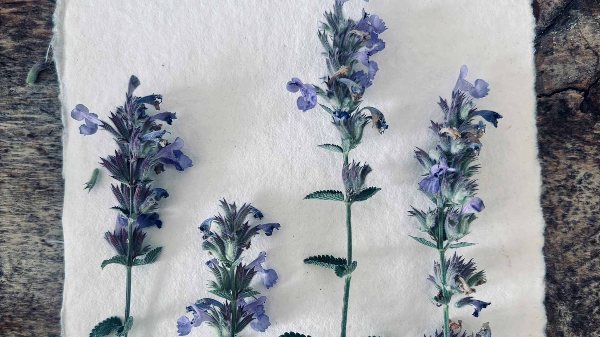 Purple flowers arranged on textured paper