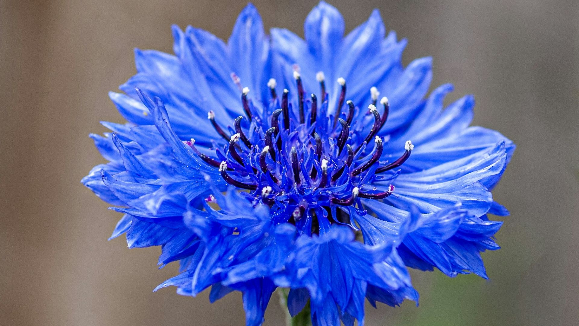 A vibrant blue cornflower stands in full bloom.