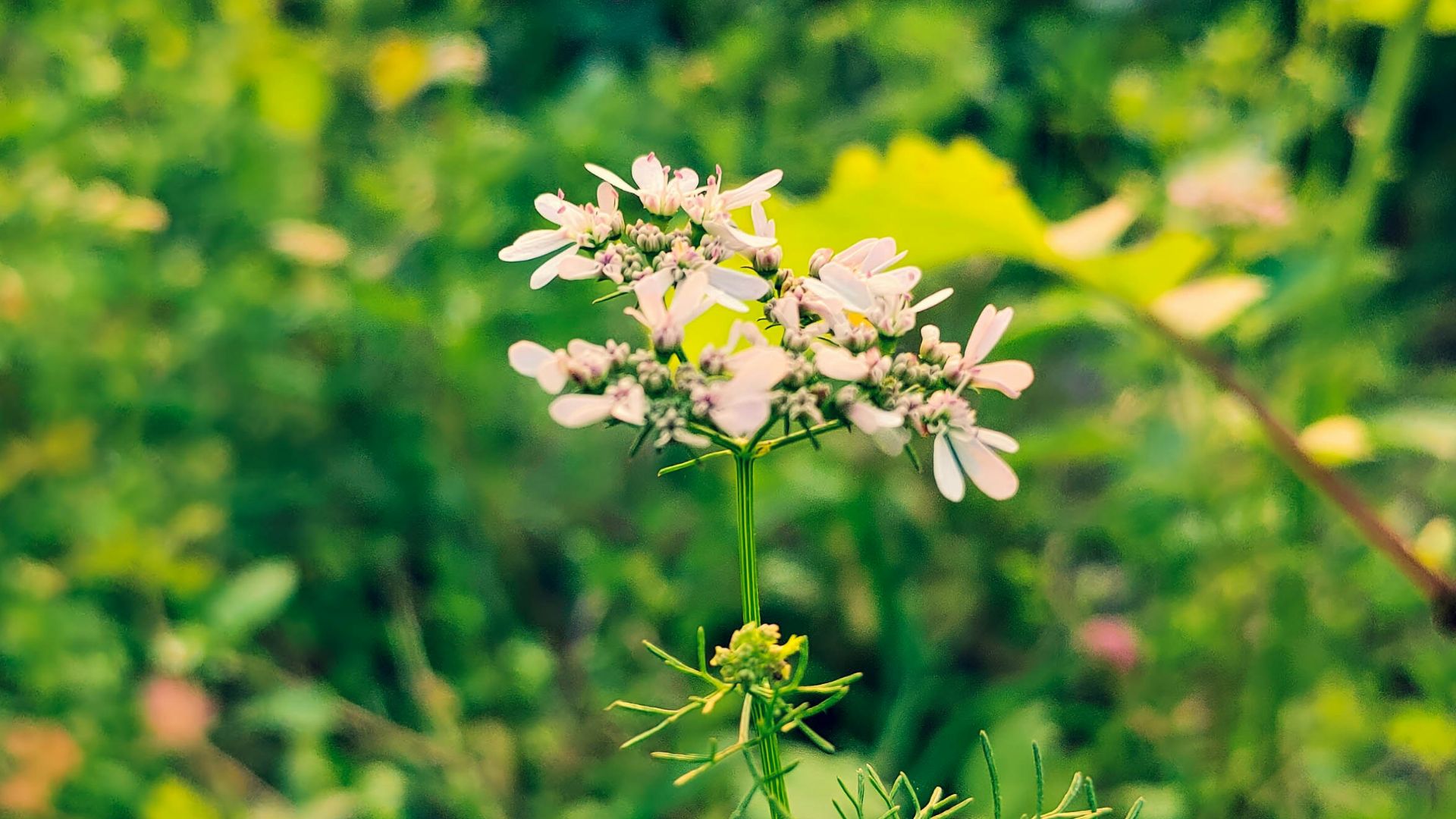 Delicate white flower blooming in lush green foliage