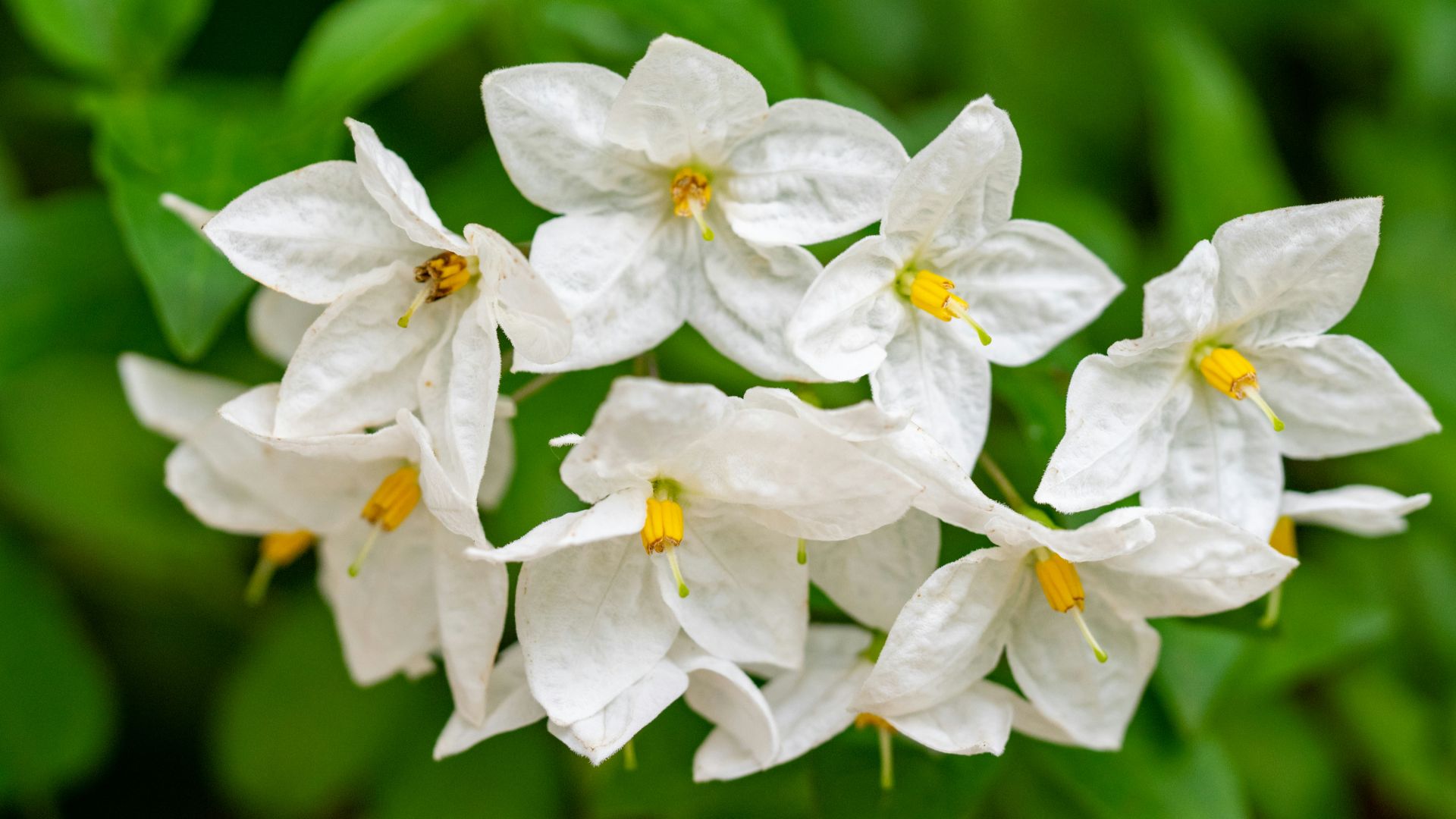 white flower in tilt shift lens