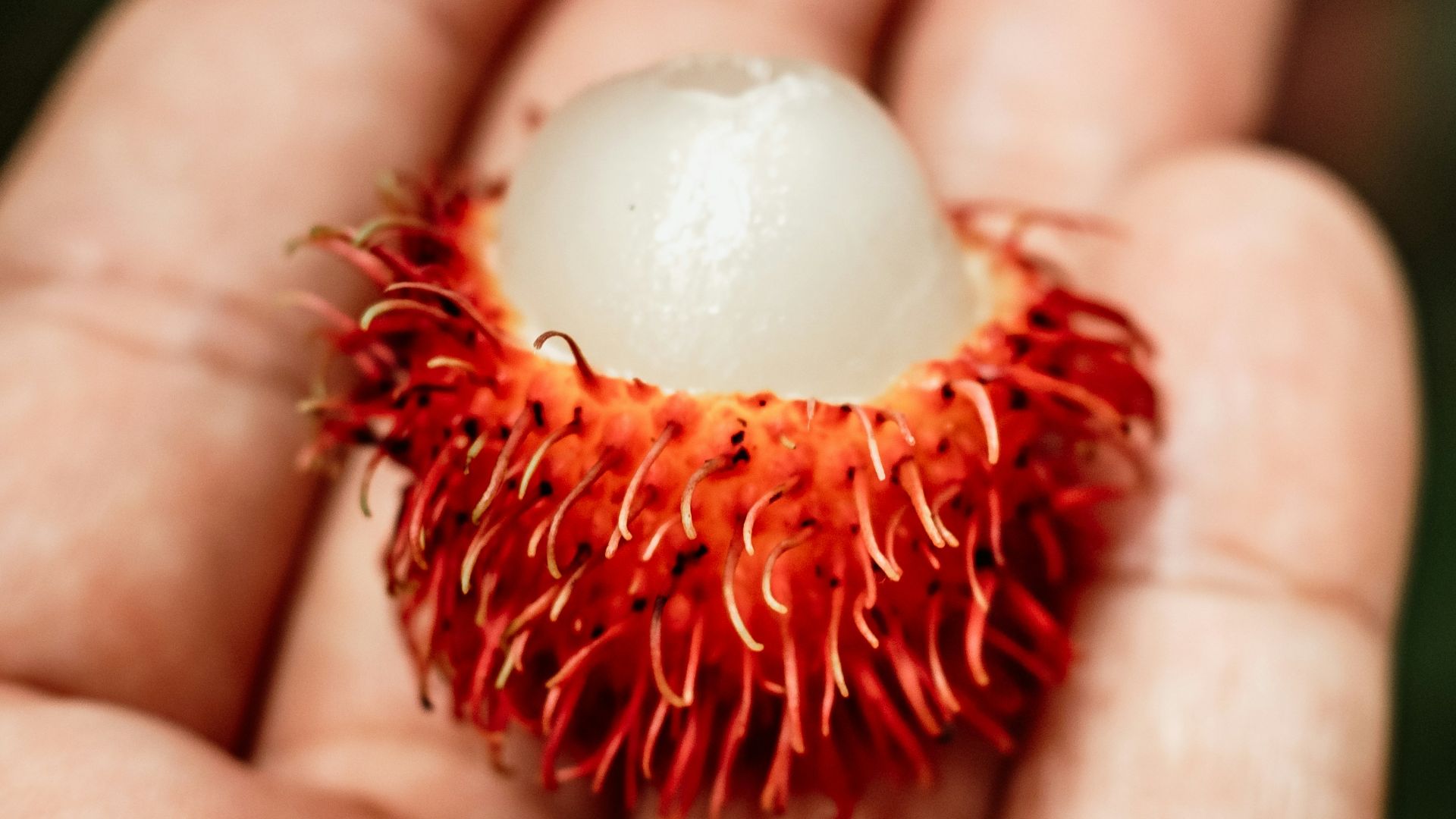 a hand holding a red flower