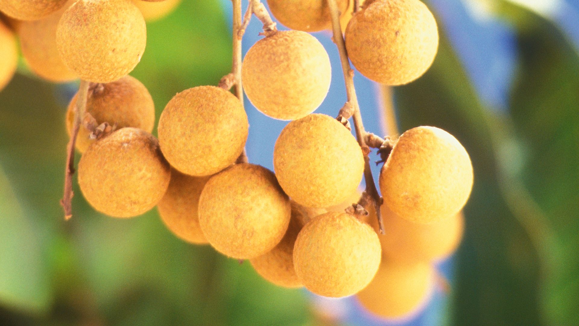 File:Dimocarpus longan fruits.jpg