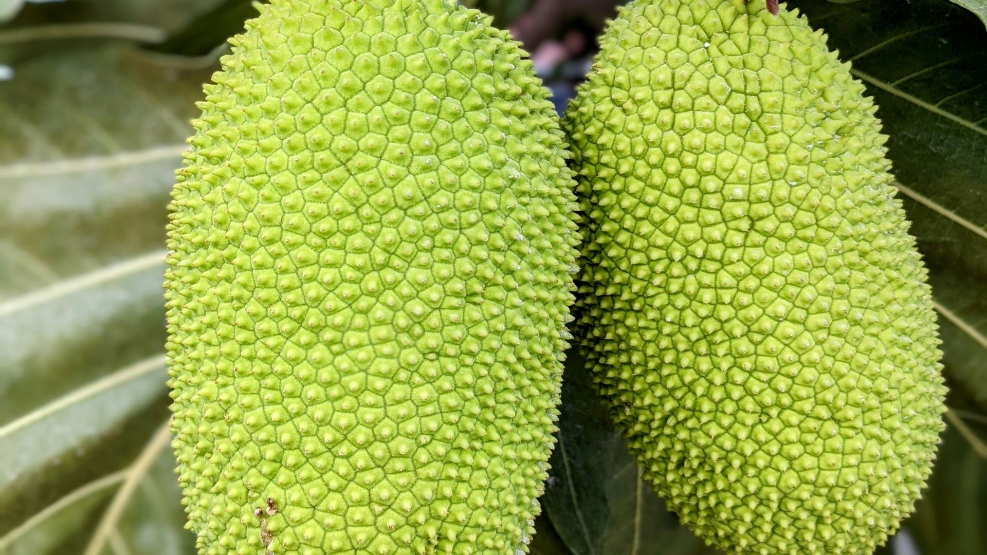 a plant with a large green leaf
