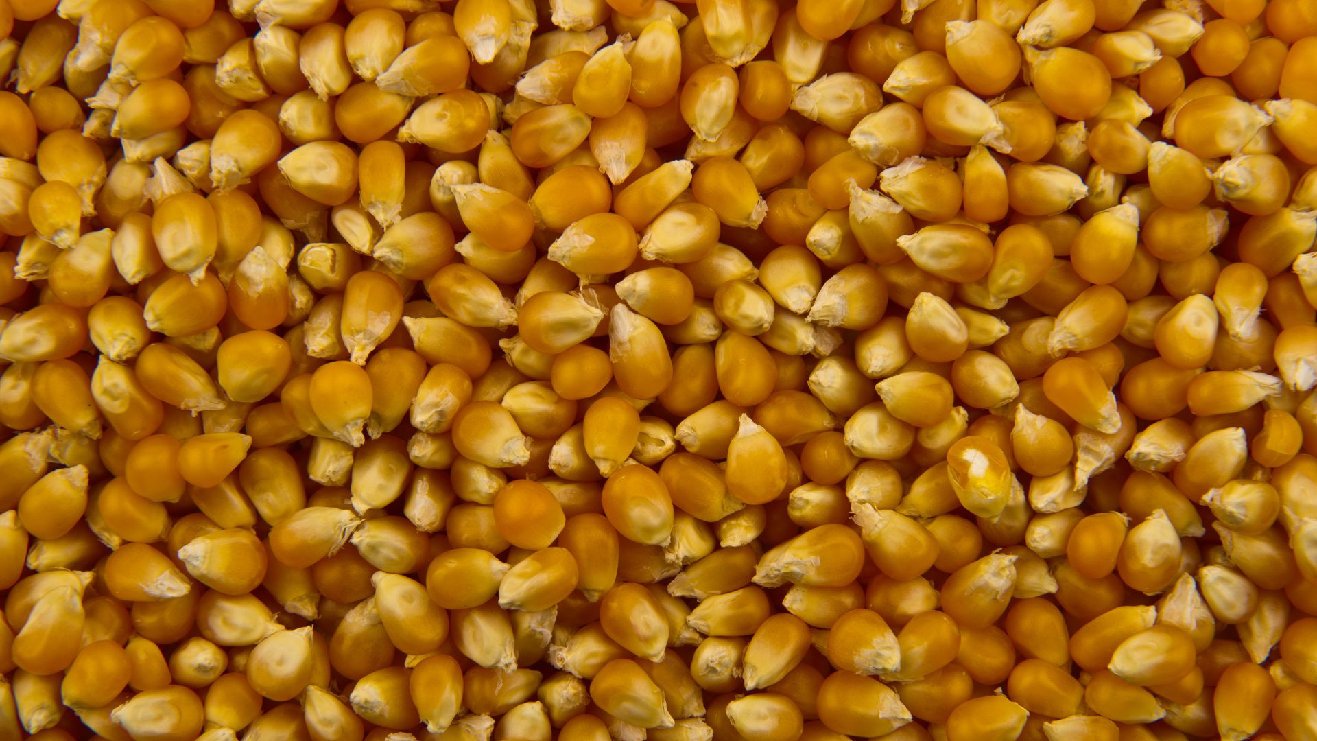 File:Popcorn - Studio - 2011.jpg