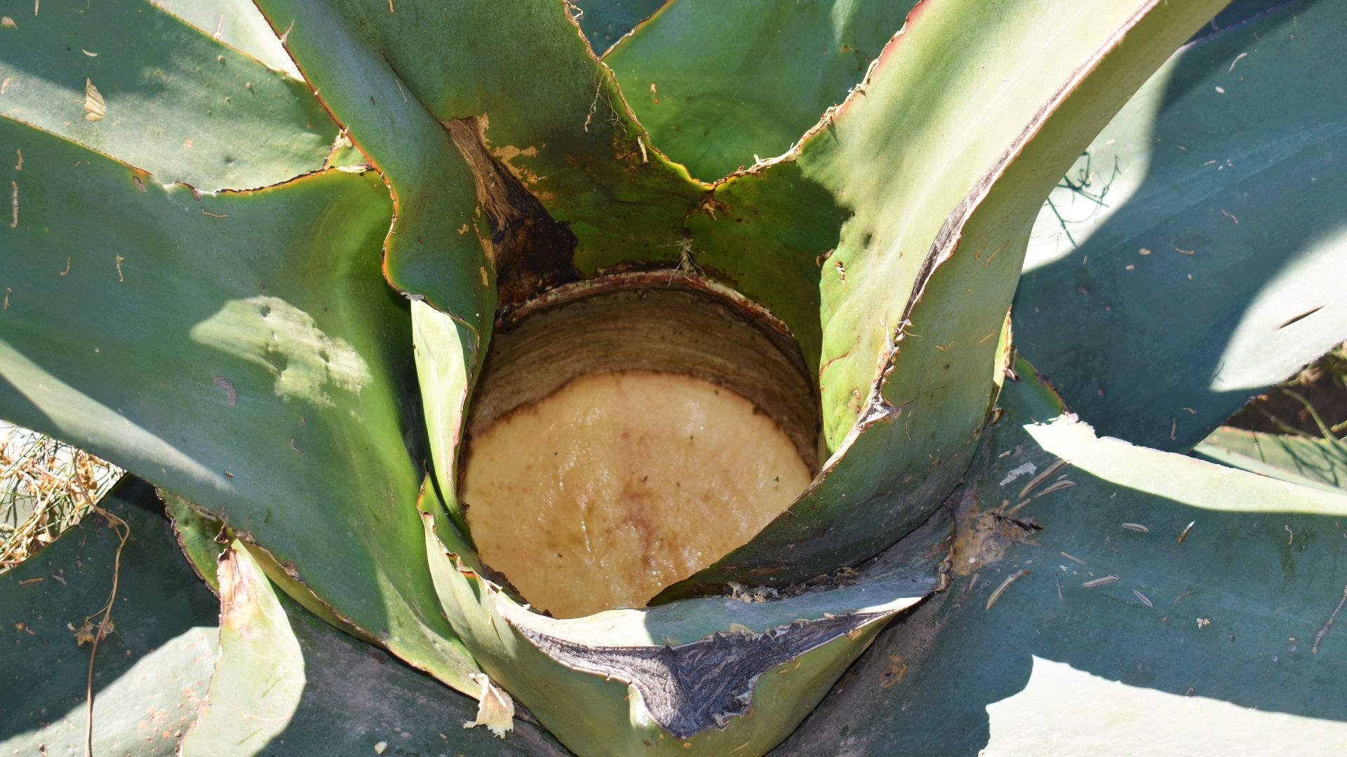 File:Corazón de Maguey Pulquero.jpg