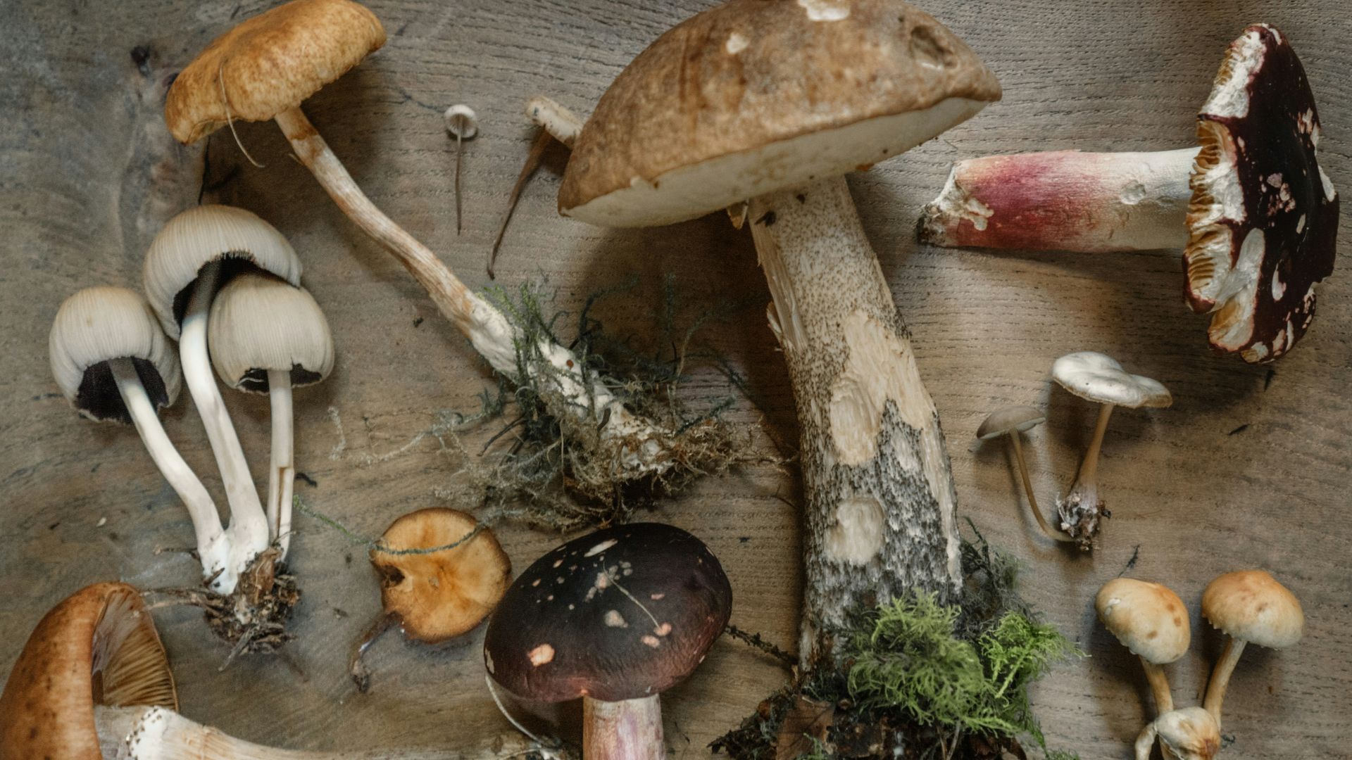 flat lay photography of mushrooms