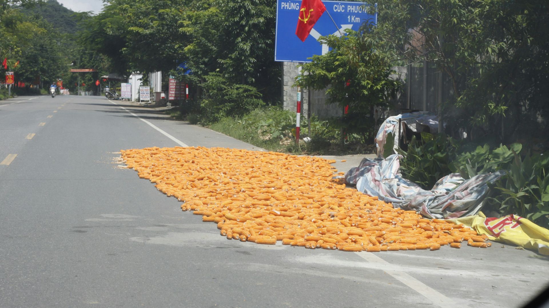 Corn is drying on the road in this image.
