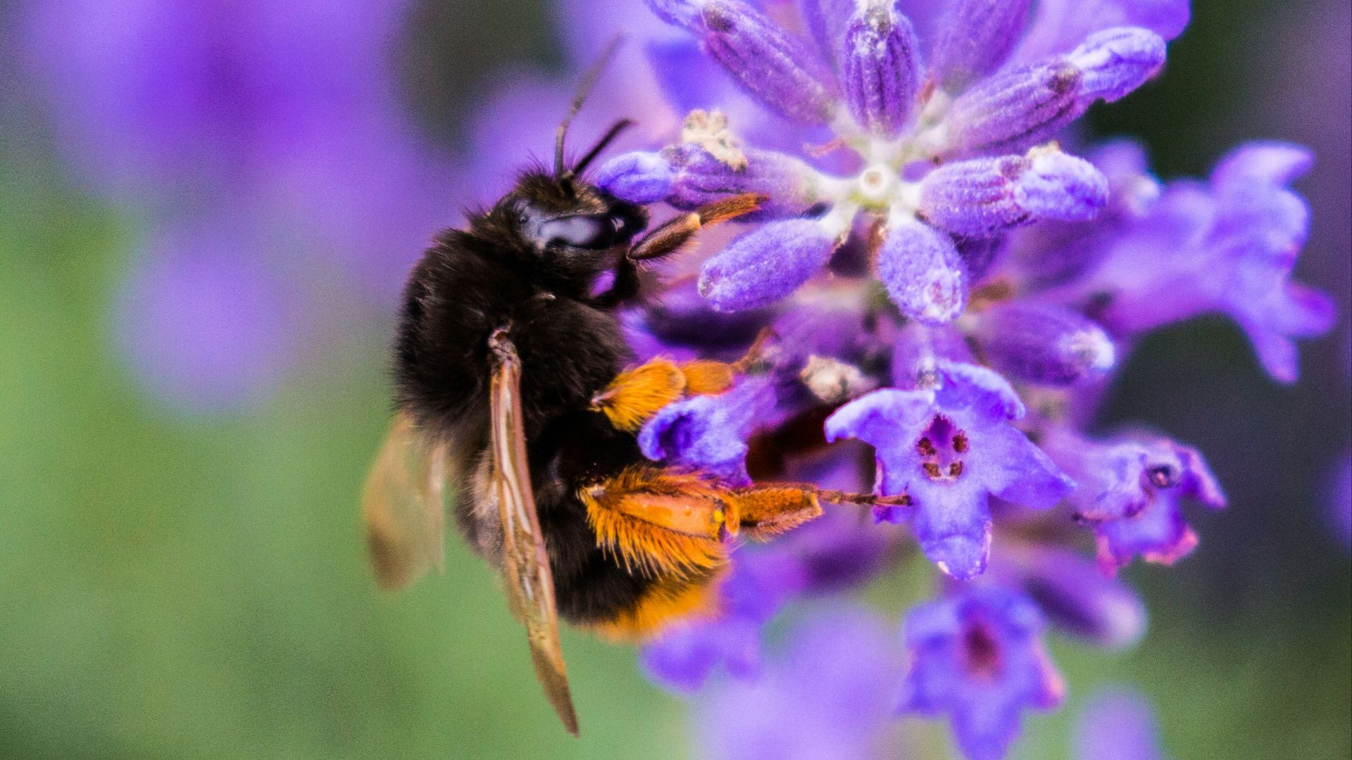 black and yellow bee on purple flower