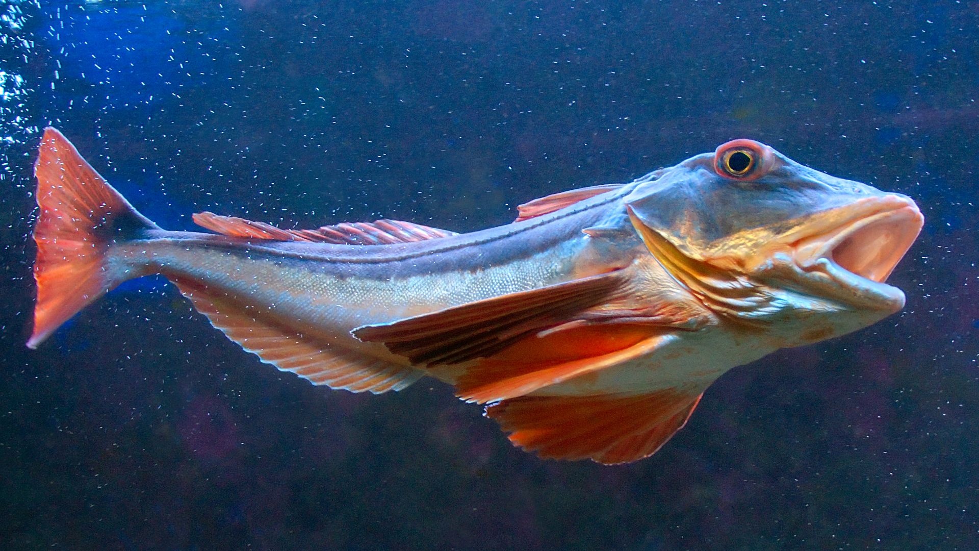 File:Chelidonichthys lucernus 1 Luc viatour.jpg