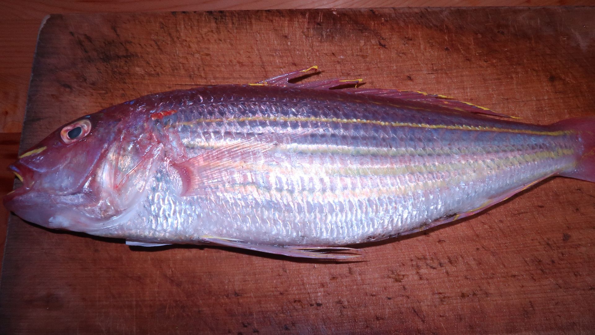 File:NemipterusVirgatus JapaneseItoyoriDai.jpg