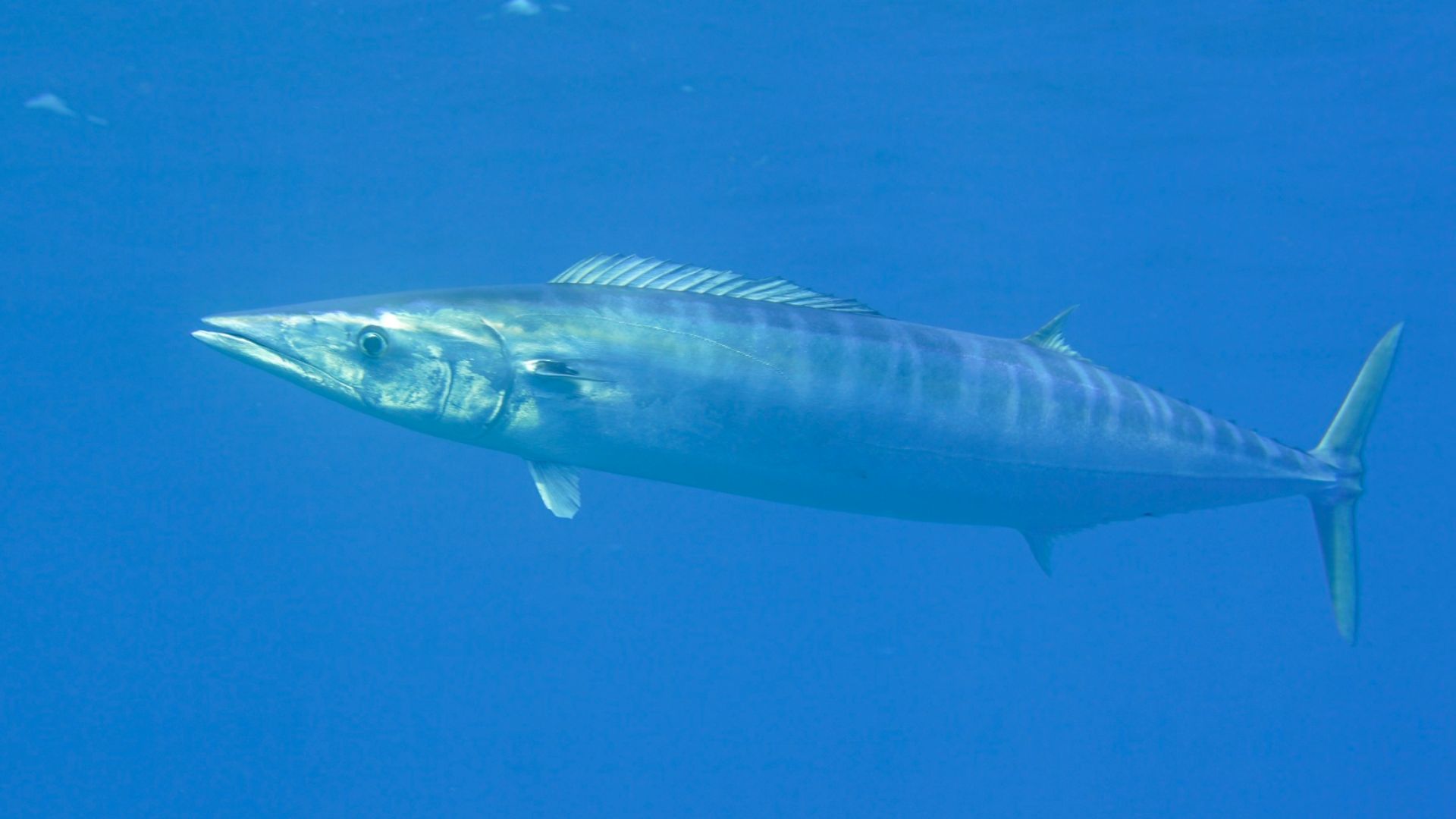 File:Acanthocybium solandri Canary.jpg