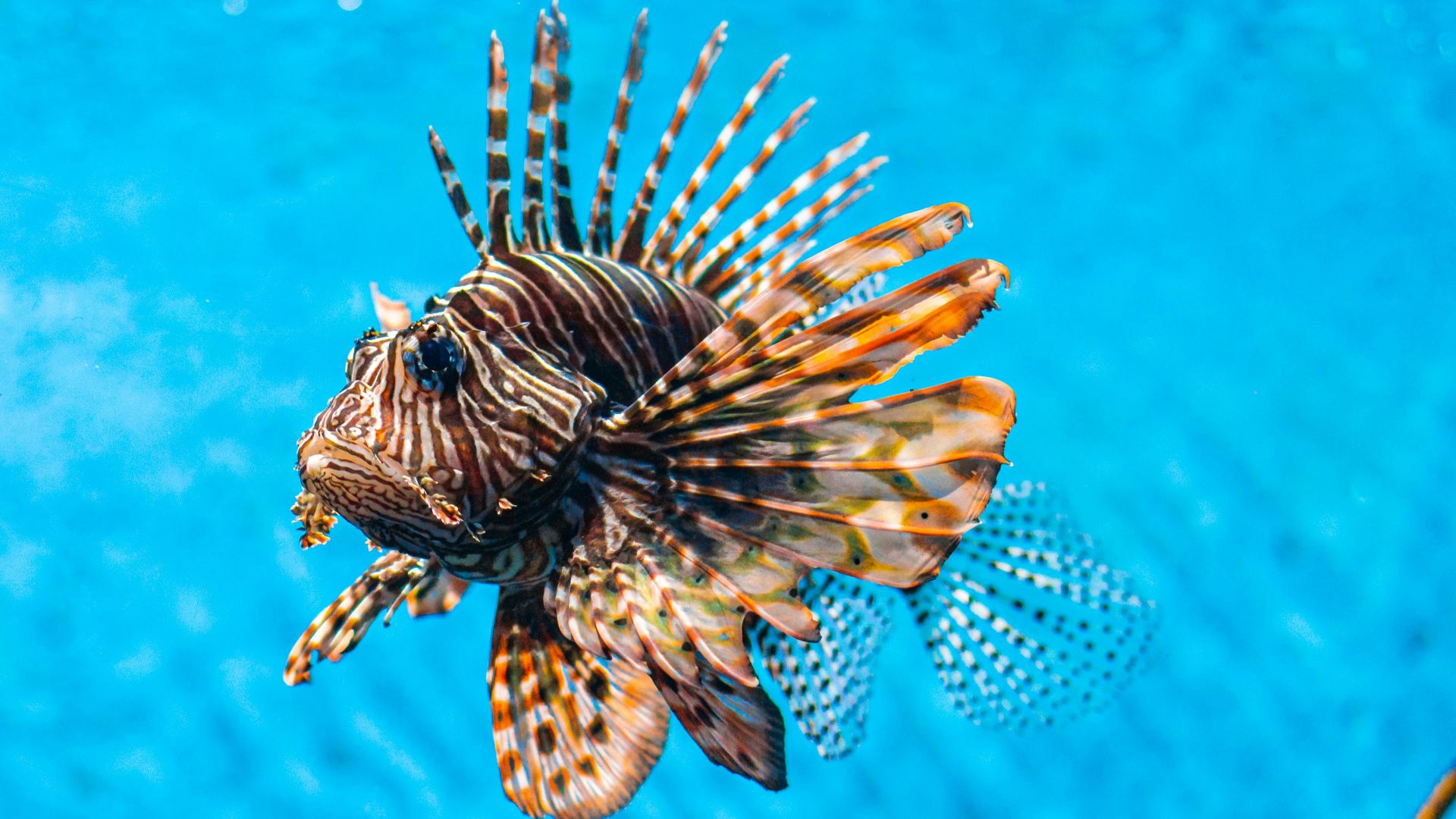 brown fish underwater