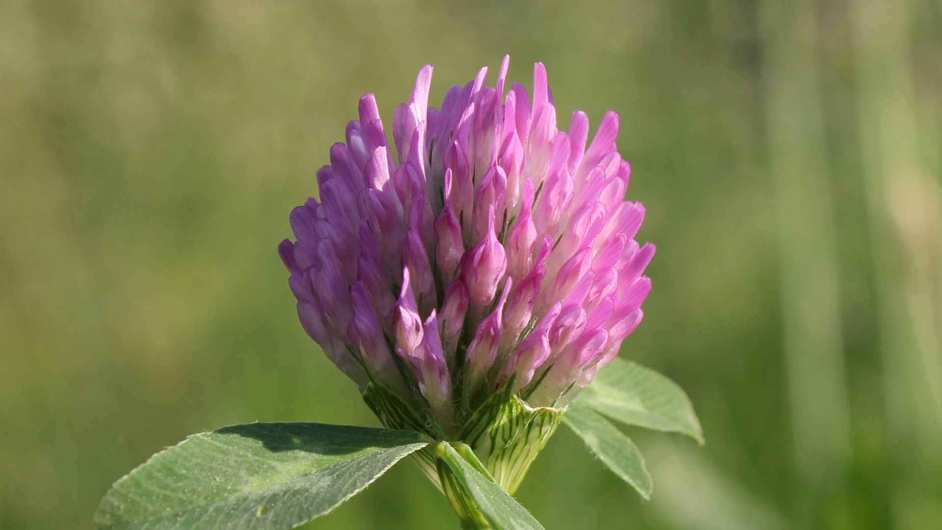 File:Red Clover 2011 G1.jpg
