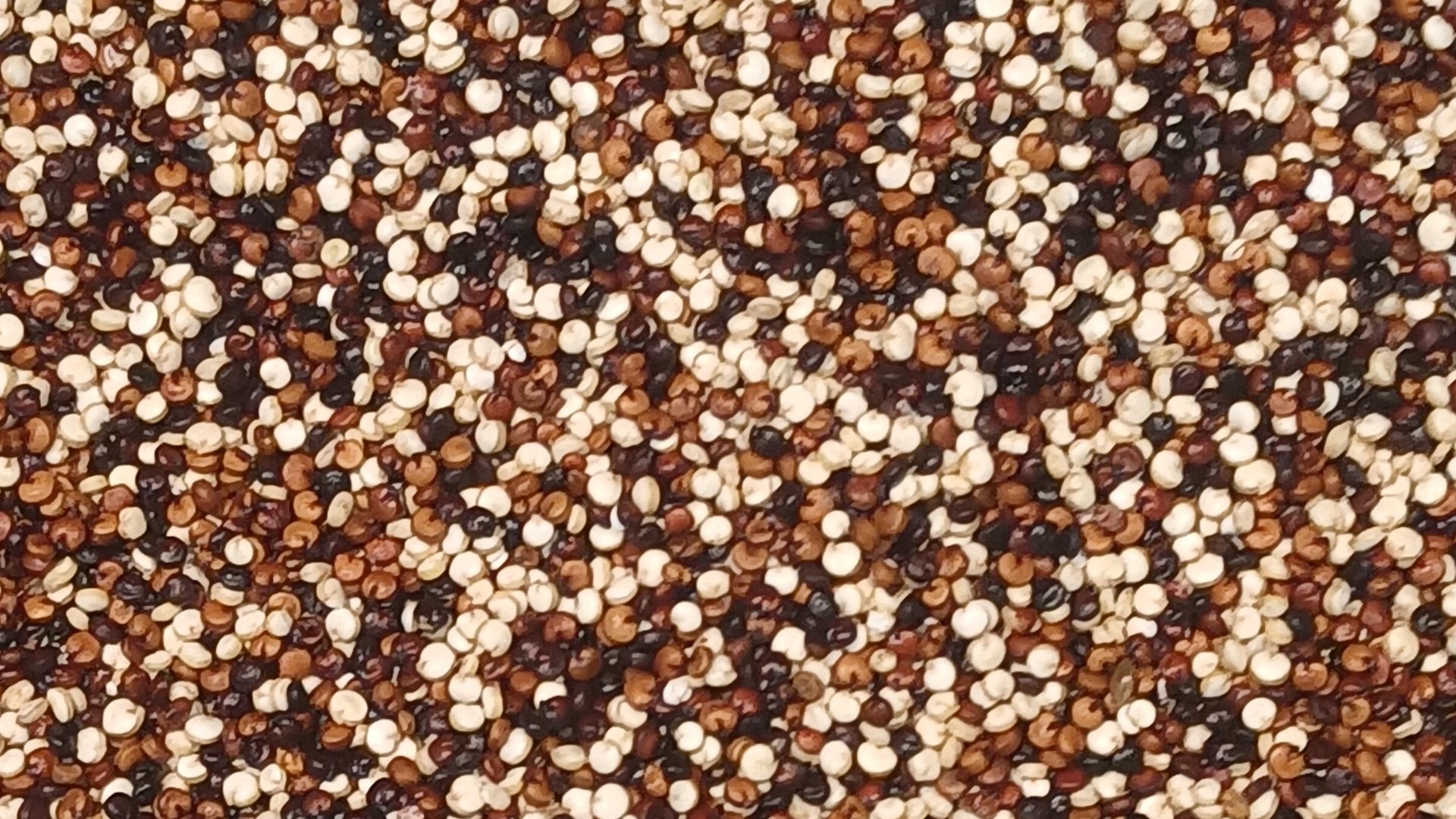 File:Bolivian tricolor quinoa (2).jpg
