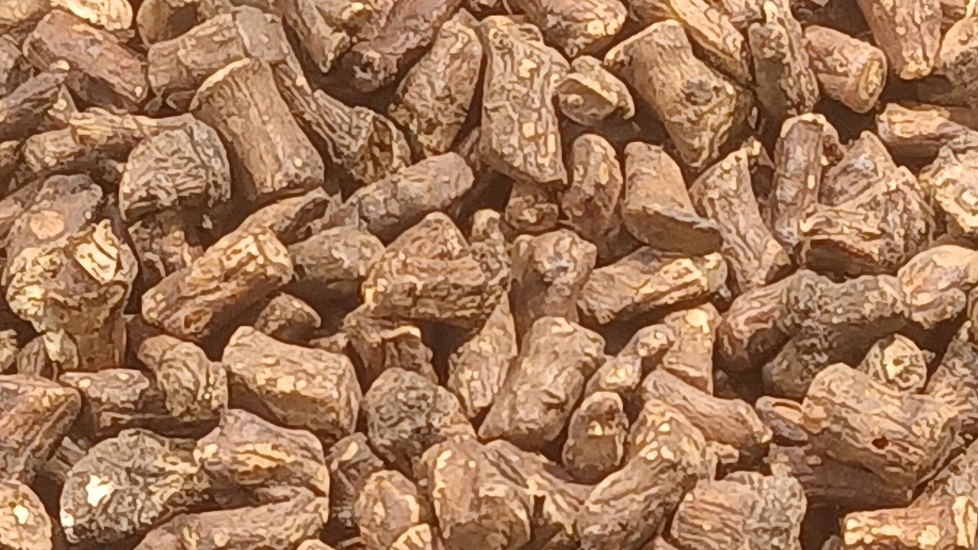 File:Dandelion root (1).jpg