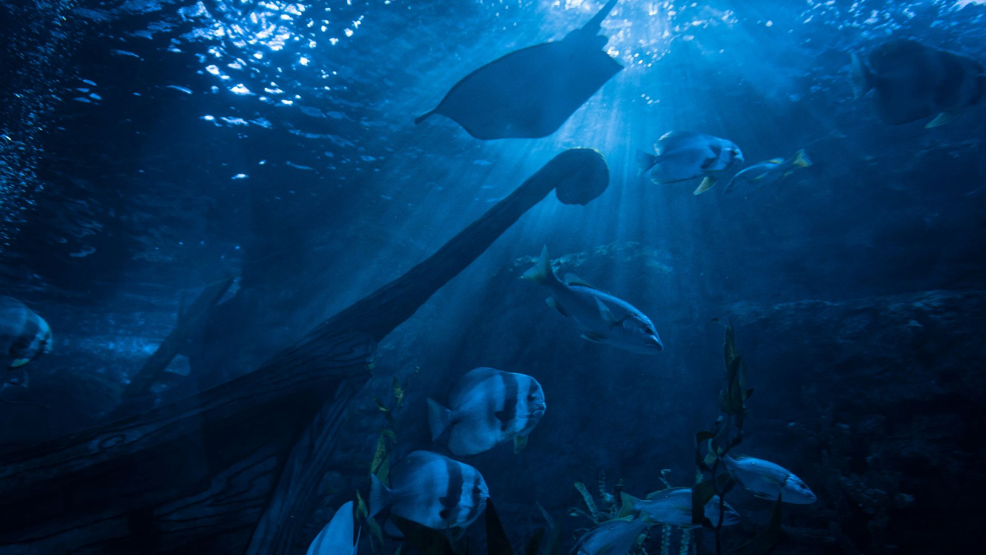 a man swimming in the water