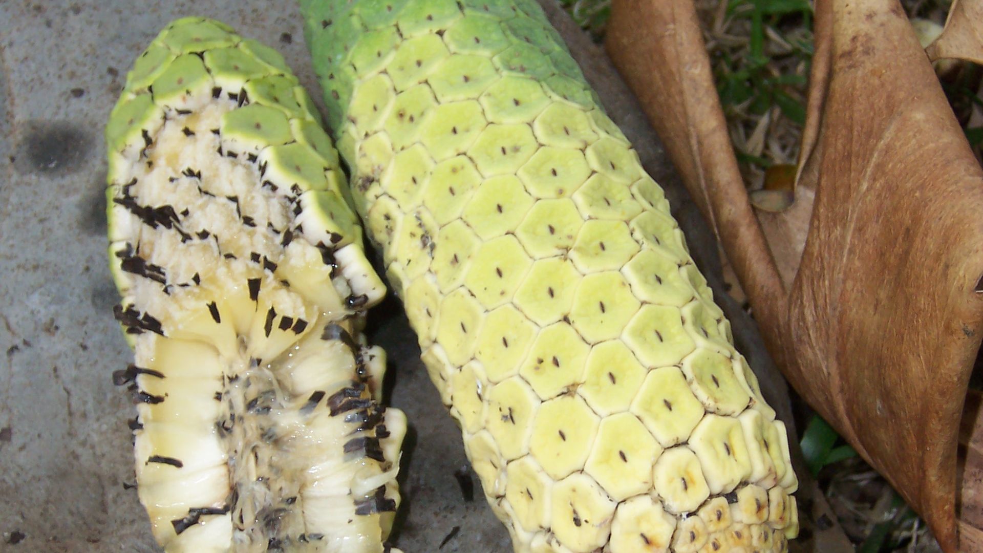 File:Monstera deliciosa ripen fruit 01.JPG