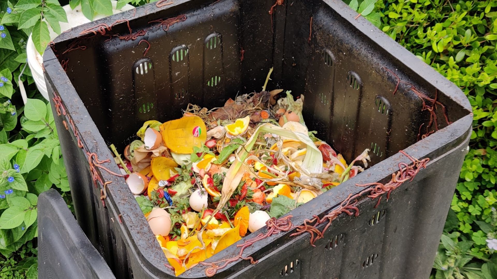 File:Compost bin with compost.jpg