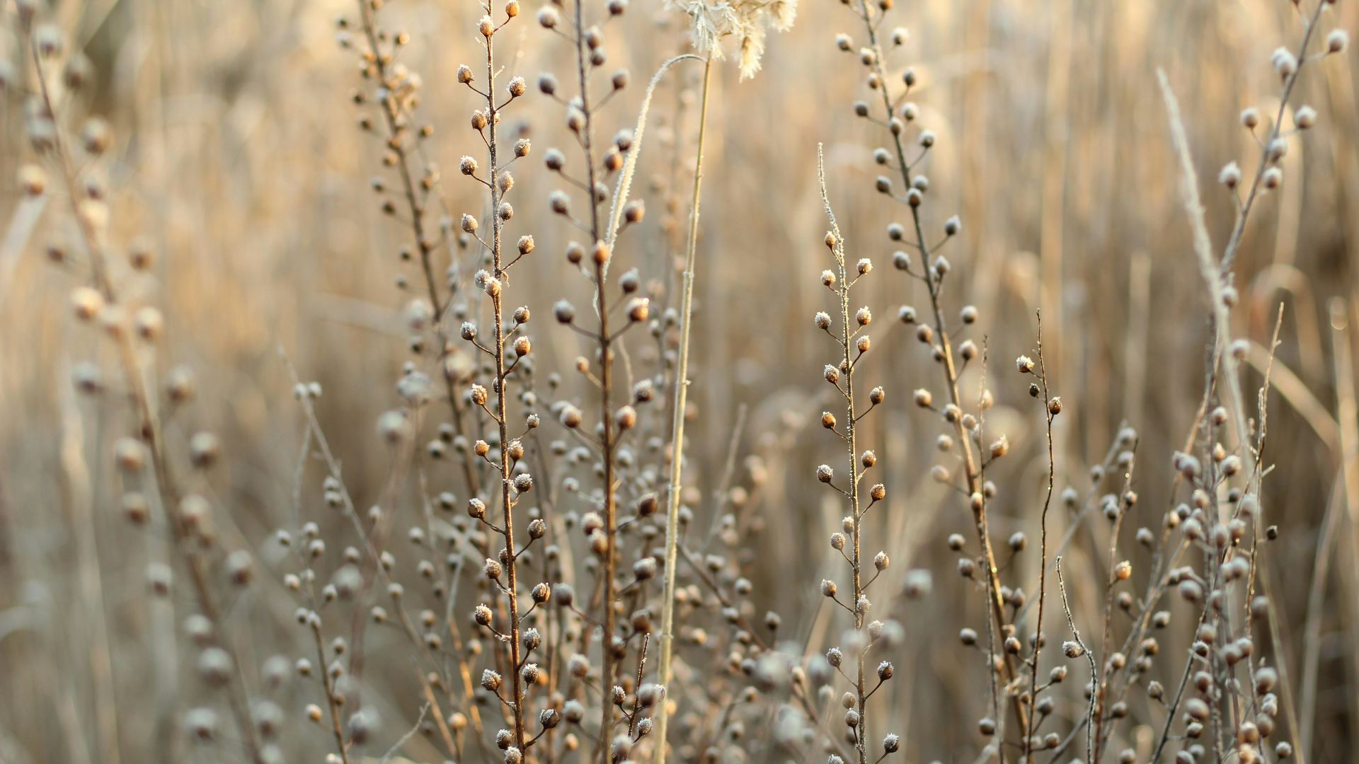 a bunch of plants that are in the grass