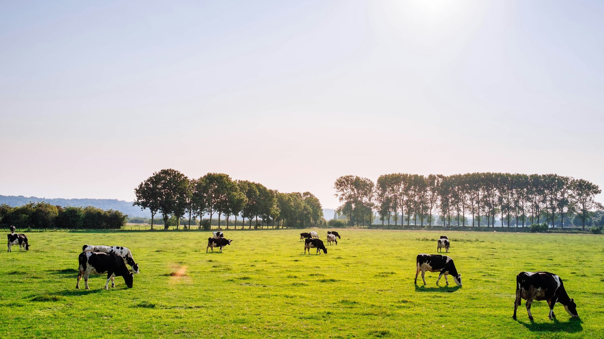 herd of dairy cattles on field
