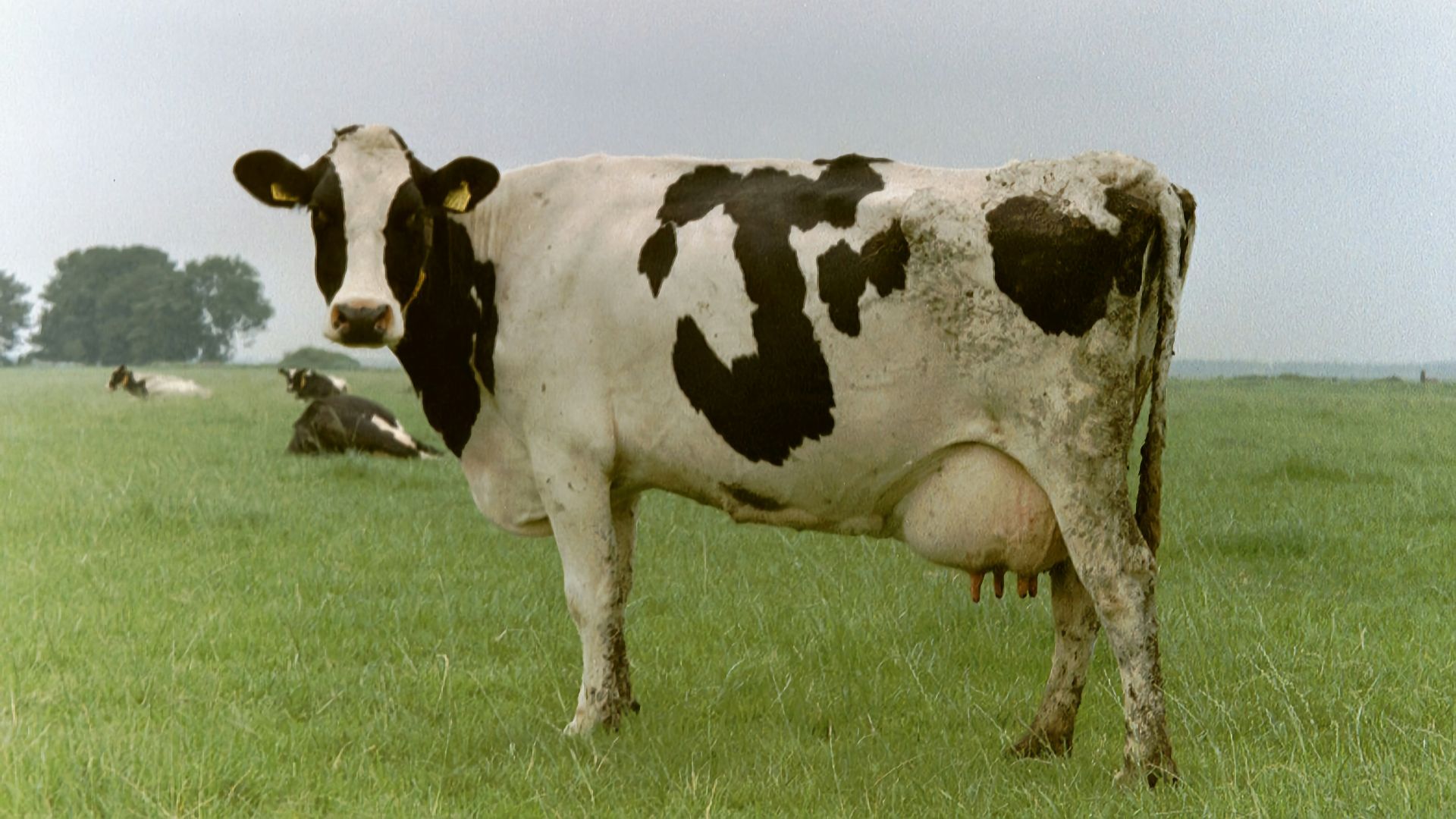 a black and white cow standing on a lush green field