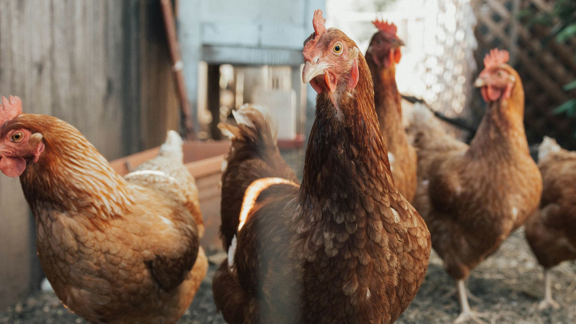 five brown hens on ground beside fence