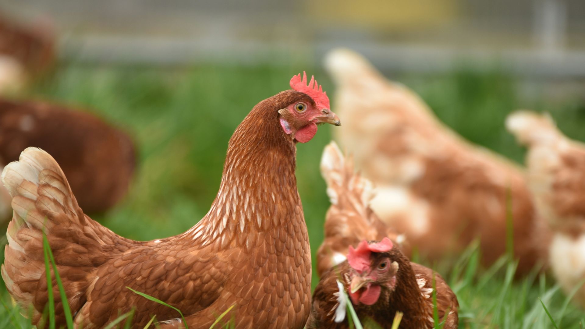 brown hen on green grass during daytime