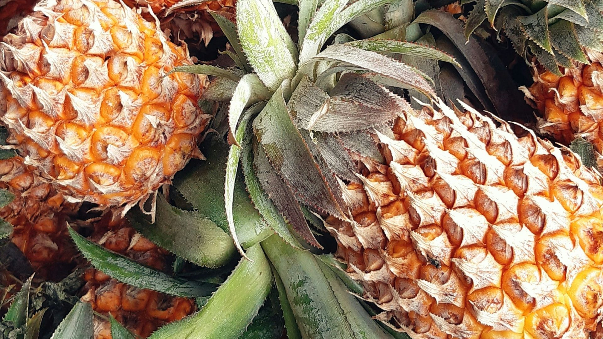 pineapples in basket