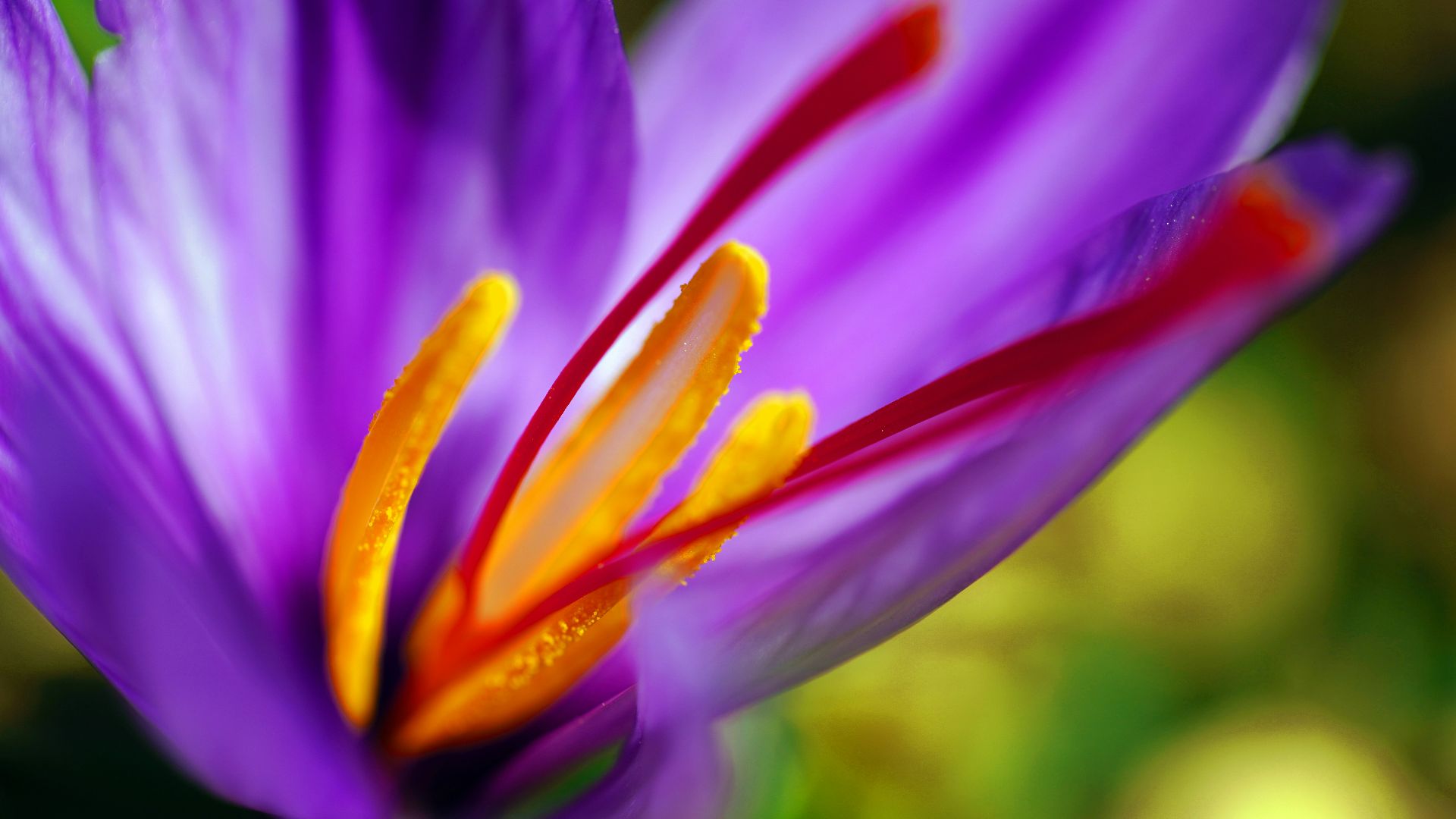 blooming purple petaled flower