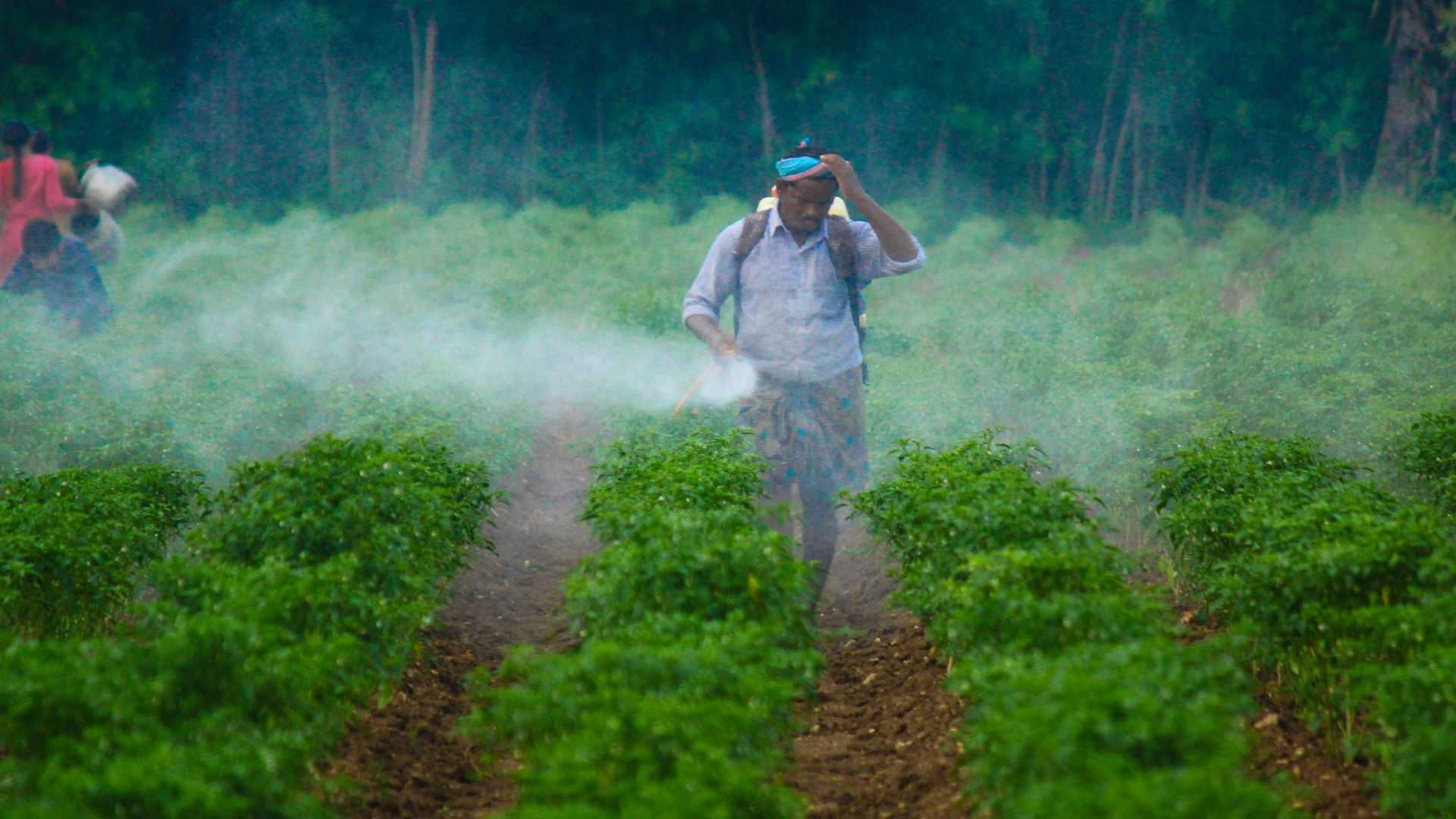 a man walking through a field covered in fog