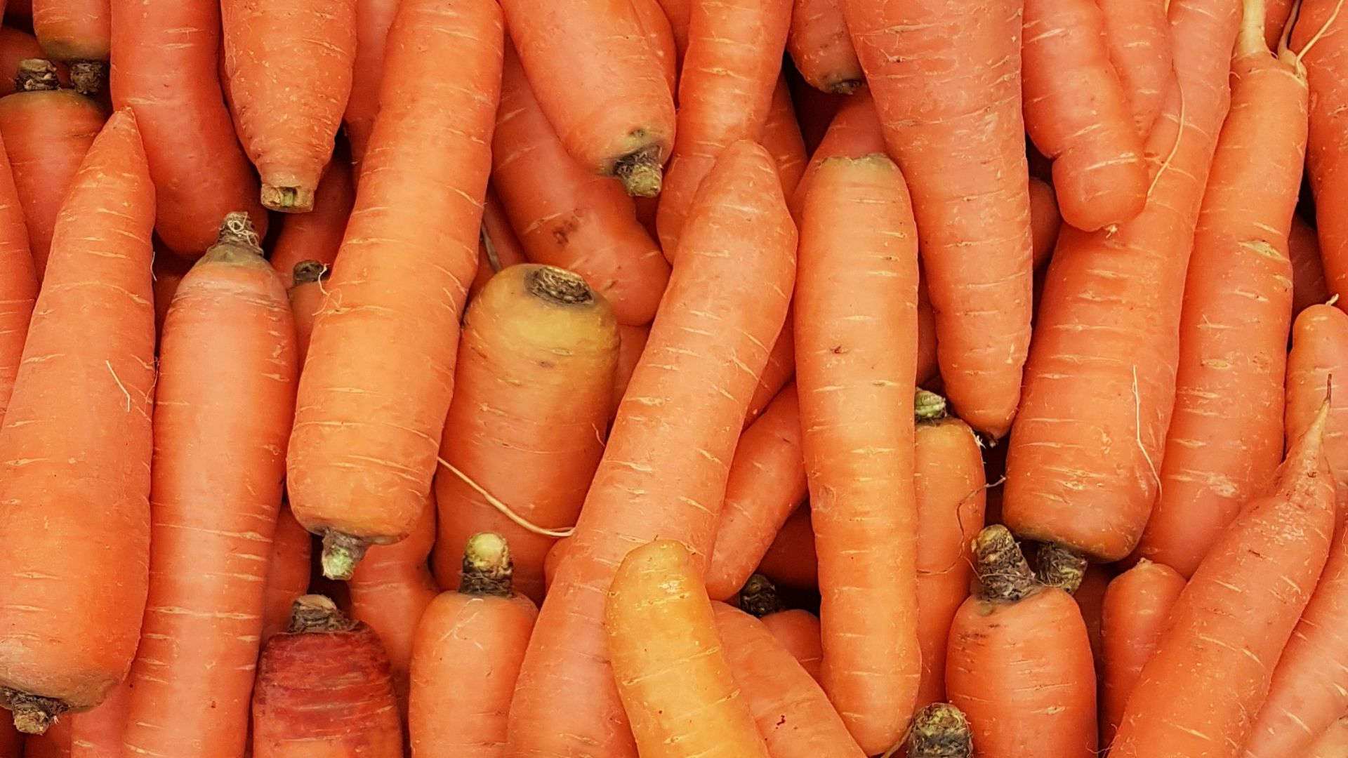 orange carrots on human hand