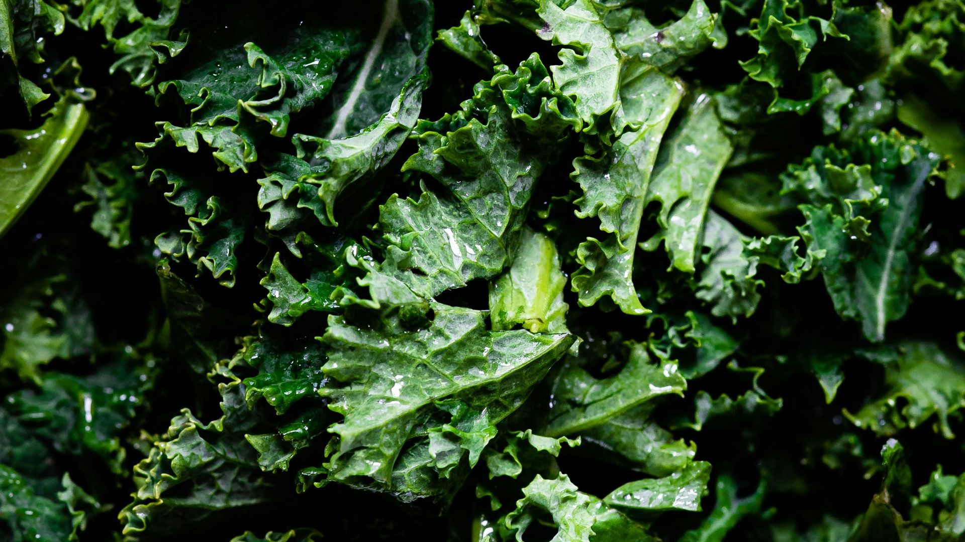 green leaves in macro lens