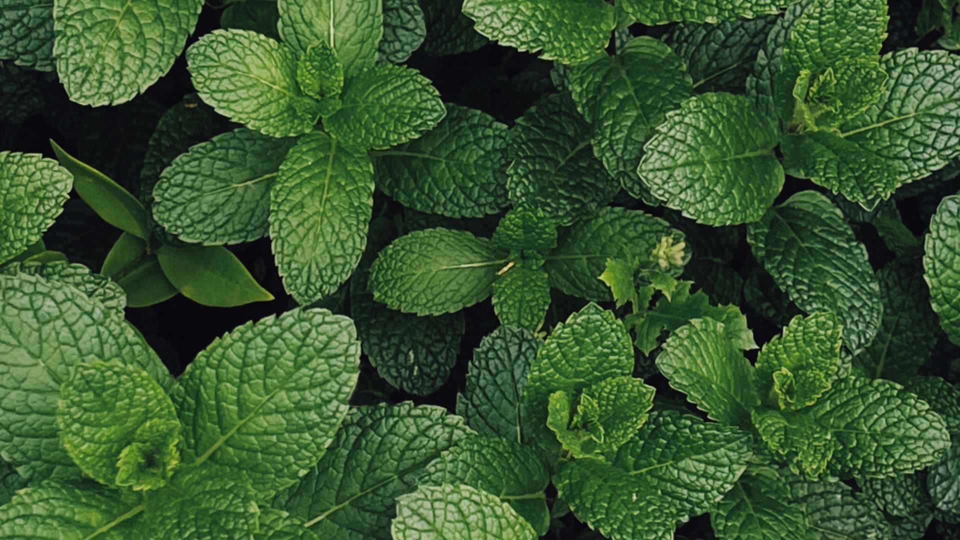 green leaves plant during daytime