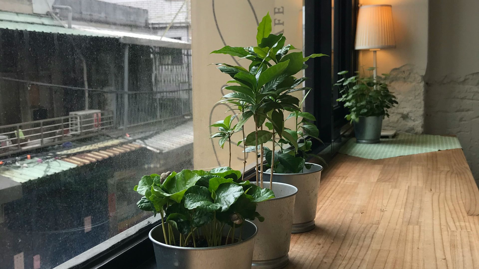 green potted plant beside glass window