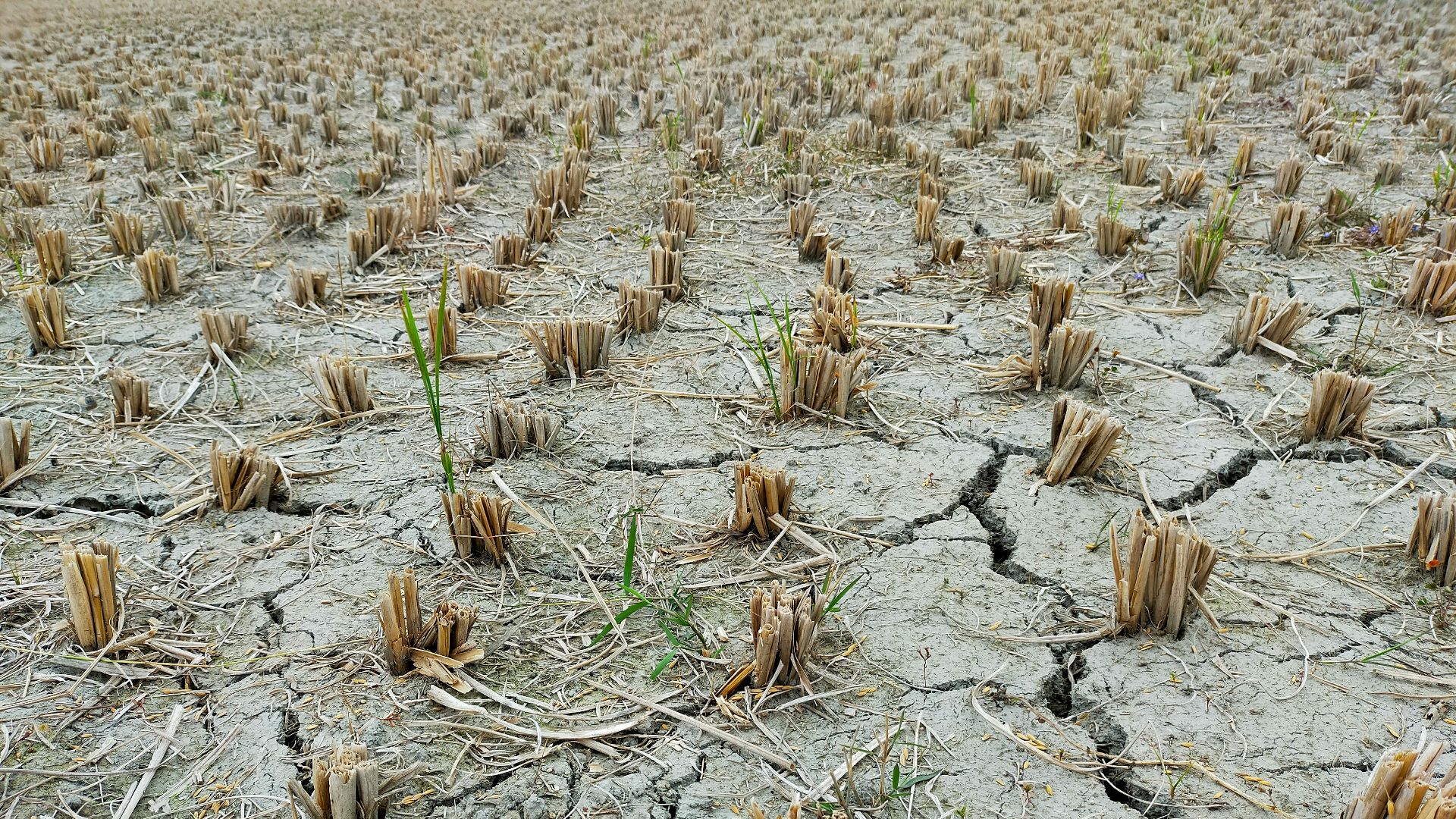a large field of dead plants in the middle of the day