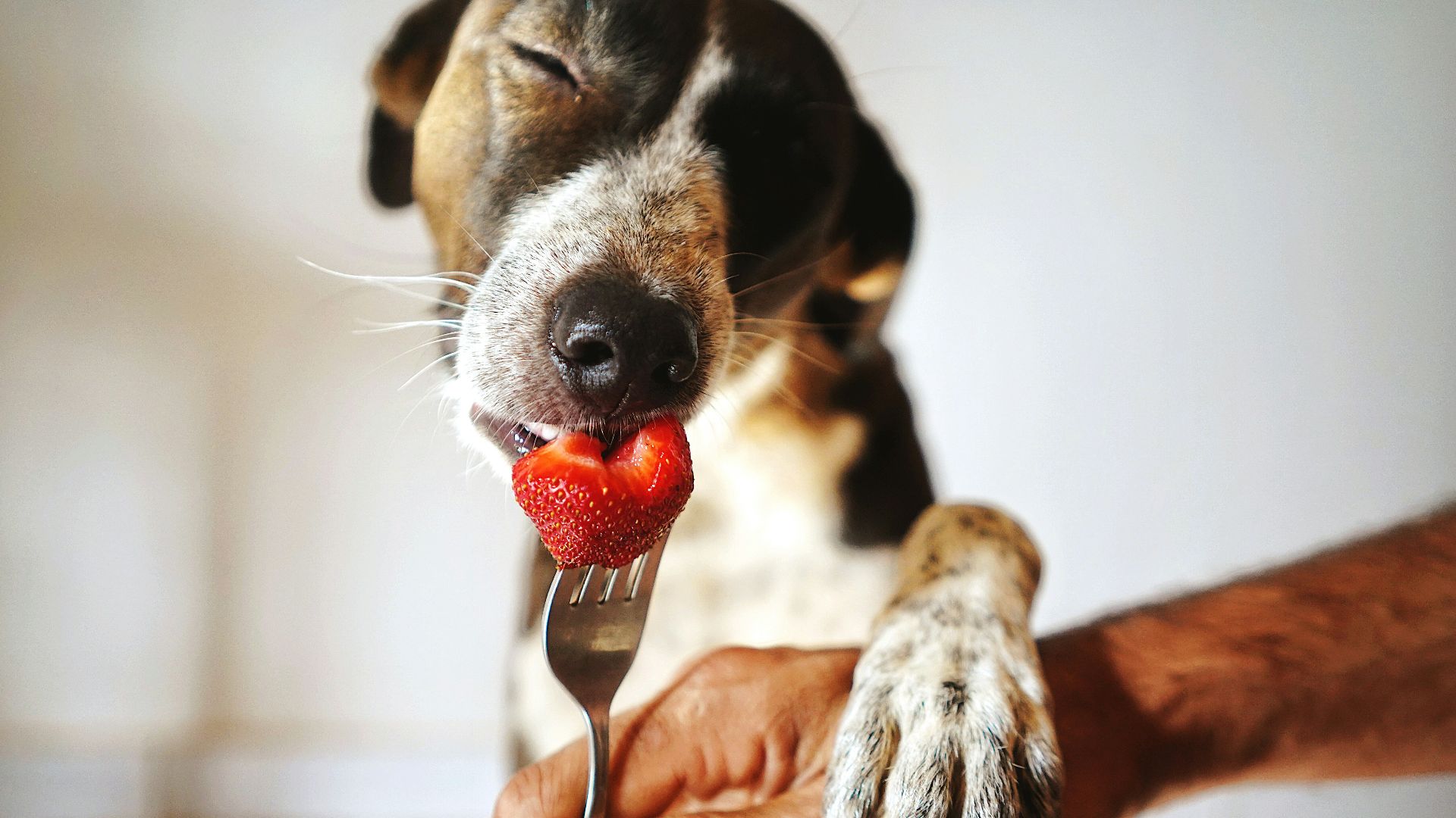a dog holding a fork with a strawberry in it's mouth