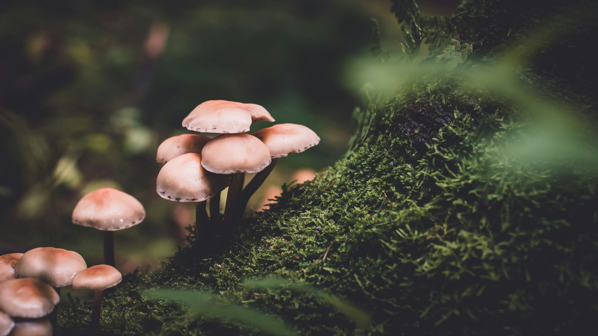 selective focus photography of pink mushrooms
