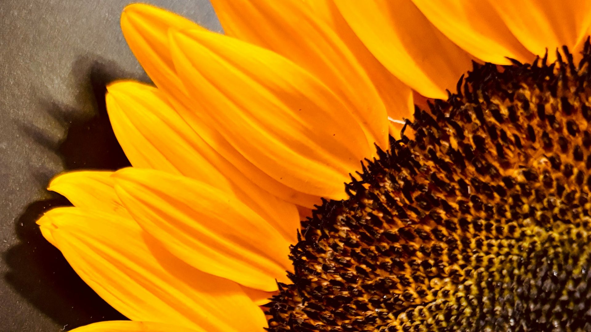 a large yellow sunflower with a black background