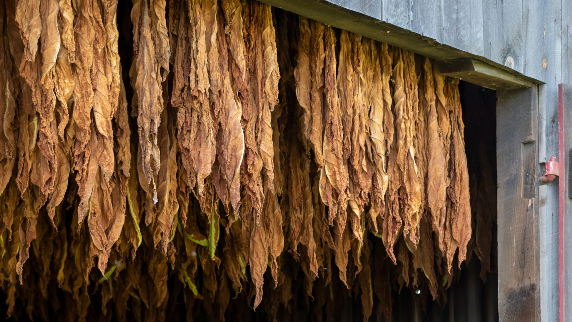 a barn filled with lots of dried plants